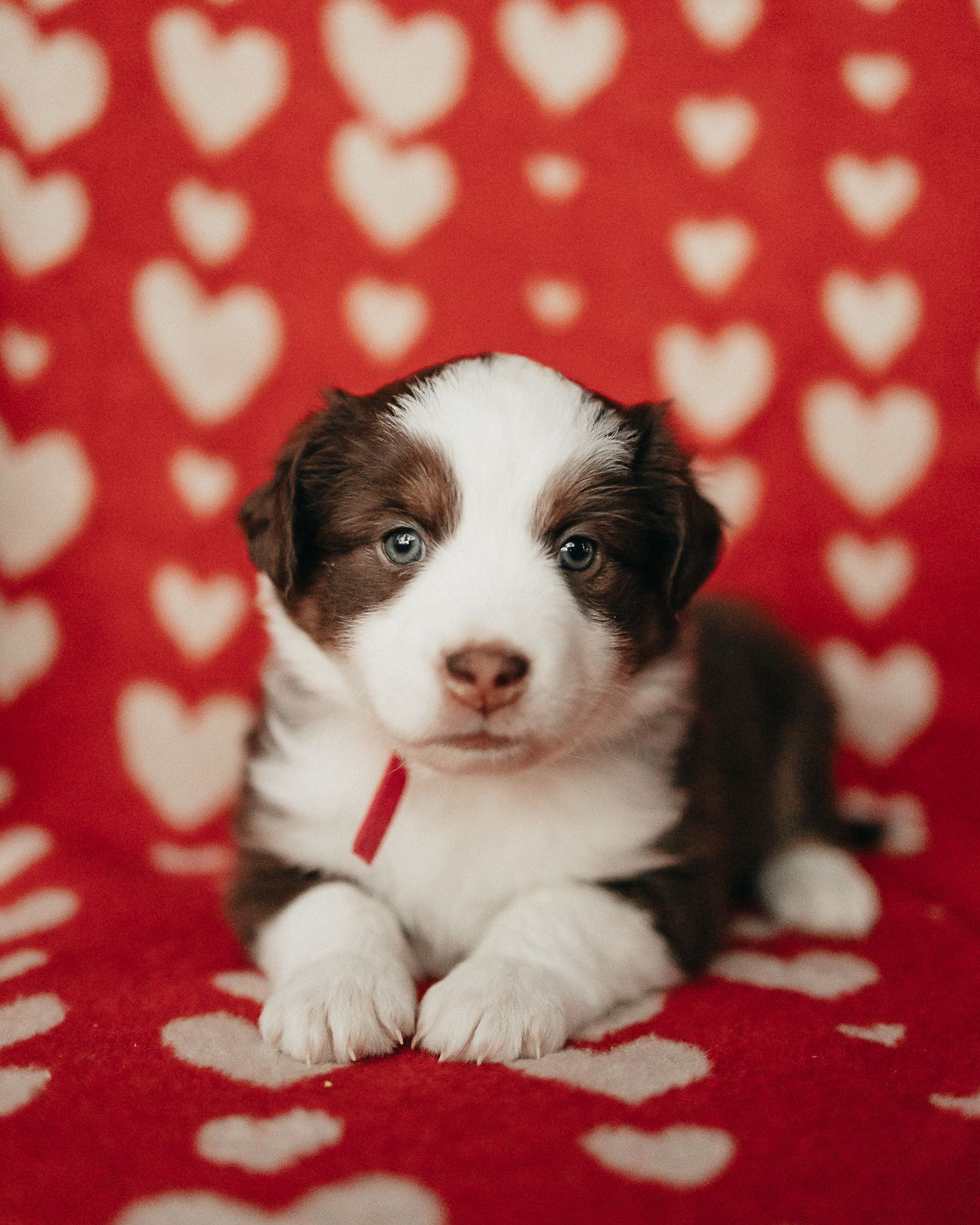 Adorable black and white puppy lying on red blanket with heart pattern background.