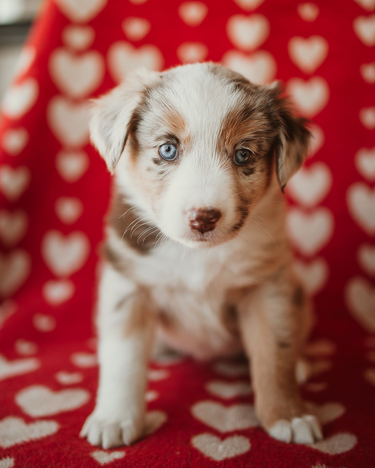 Adorable Australian Shepherd puppy with one blue eye sits on red and white heart patterned blanket.