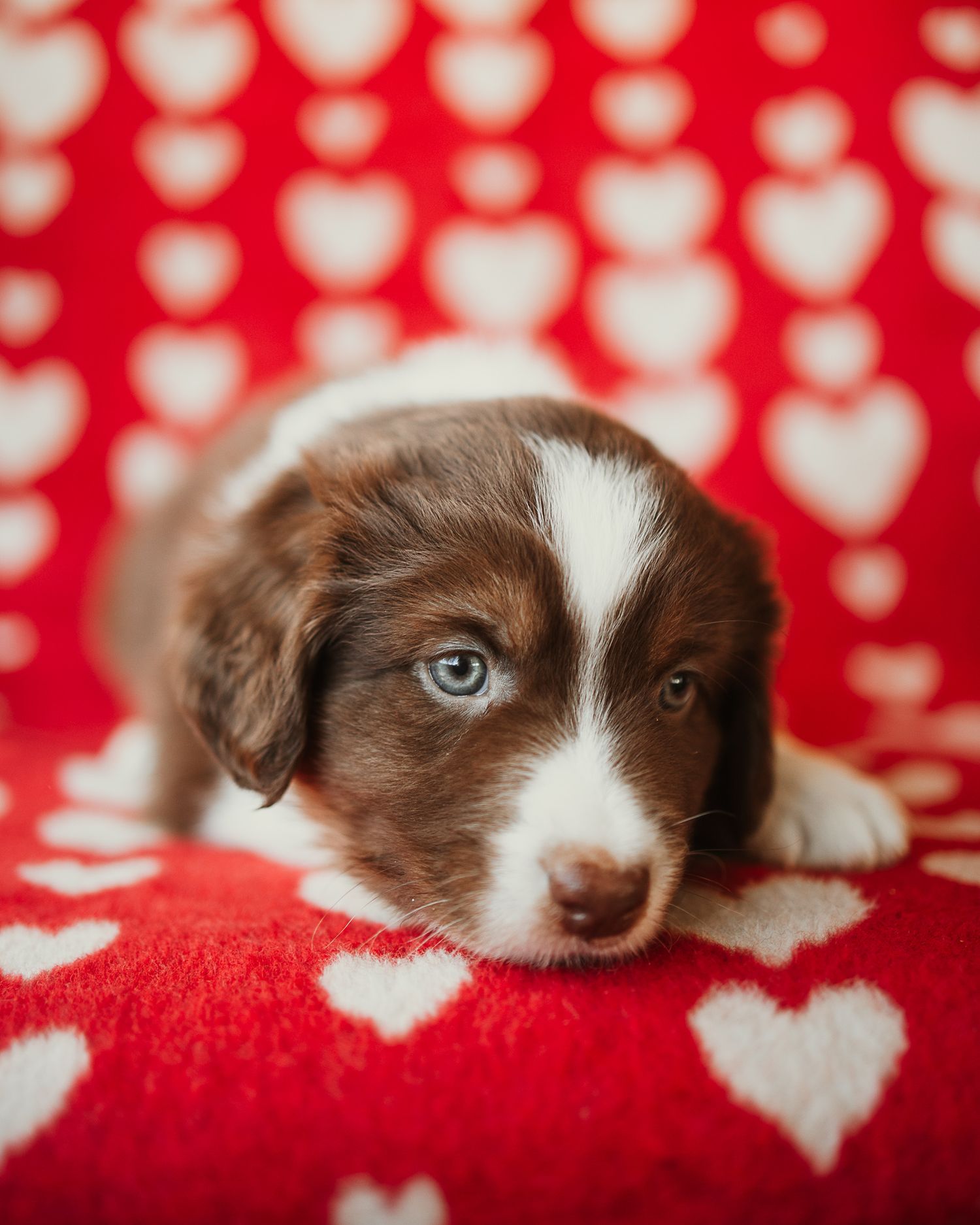 Adorable brown and white puppy with blue eyes lying on red and white heart patterned blanket.