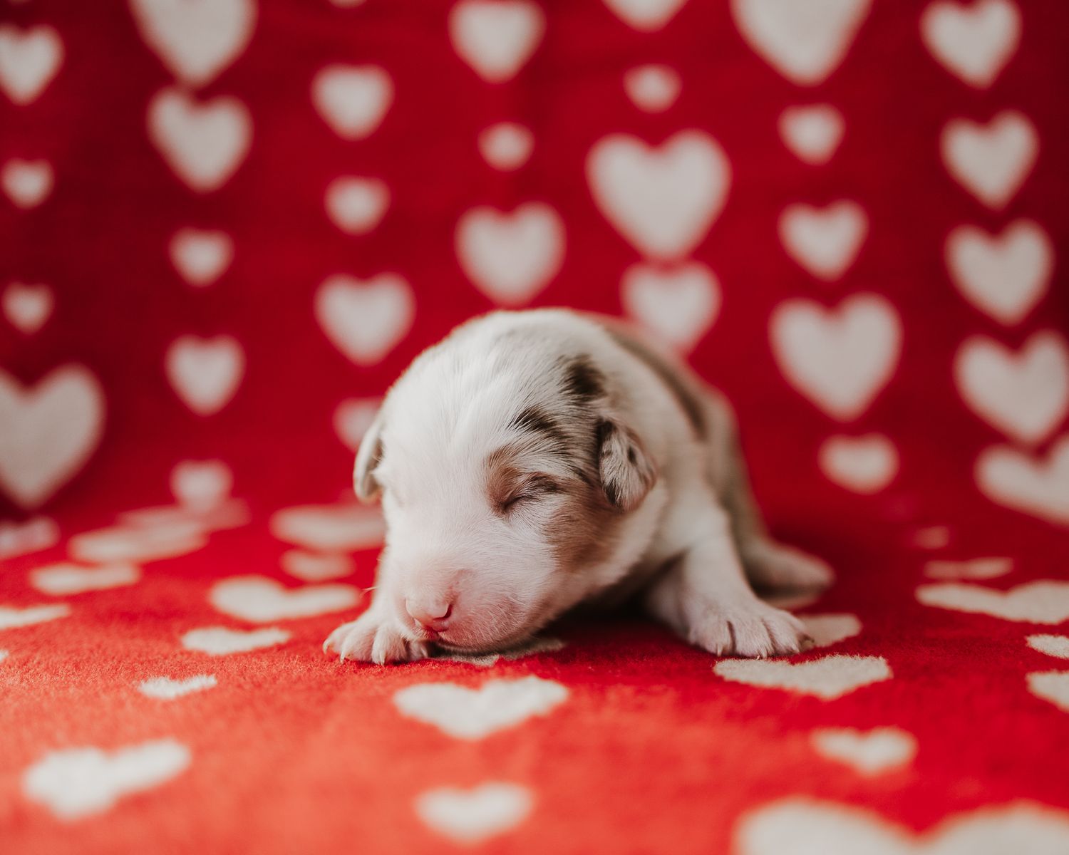 White kitten playing and stretching on red background with heart pattern.