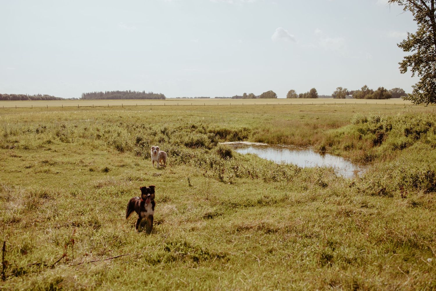 Panoramic view of a grassy meadow with distant trees and a small pond in a rural landscape.