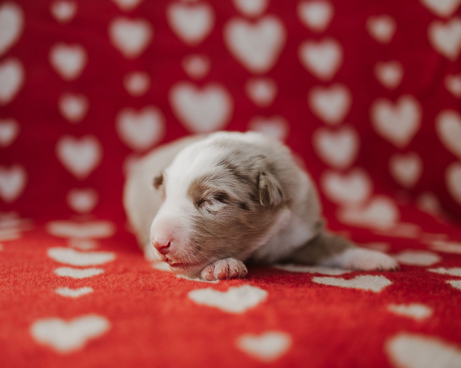 Small gray kitten sleeping on red and white heart patterned fabric creates an adorable Valentine's Day scene.