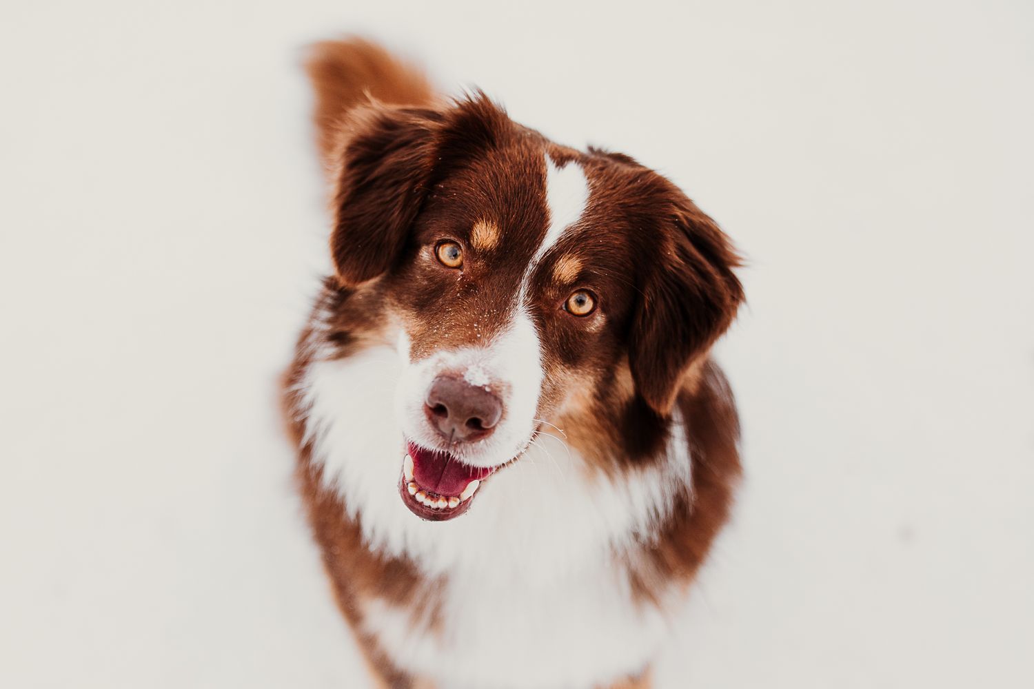 Brown and white border collie dog with alert expression shown in multiple angles against white background.