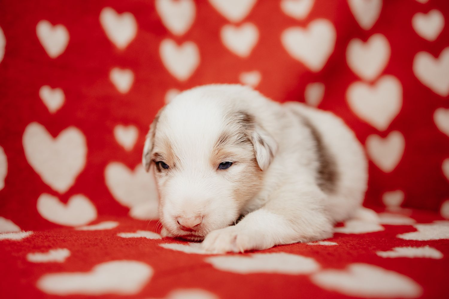 A small white kitten lies on a red background with heart patterns, creating a sweet Valentine's Day themed scene.