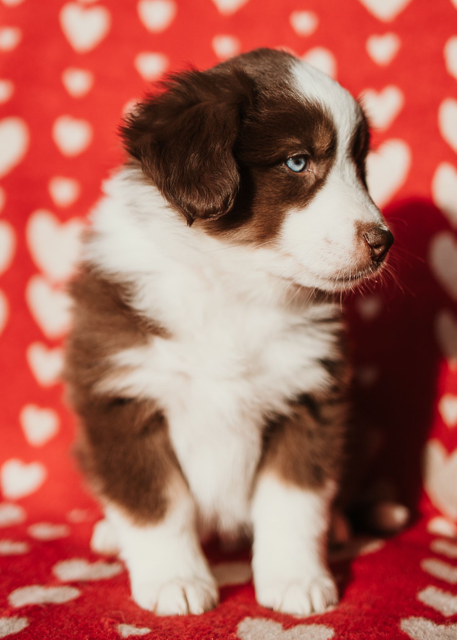Brown and white puppy sits on a red and white heart patterned blanket.