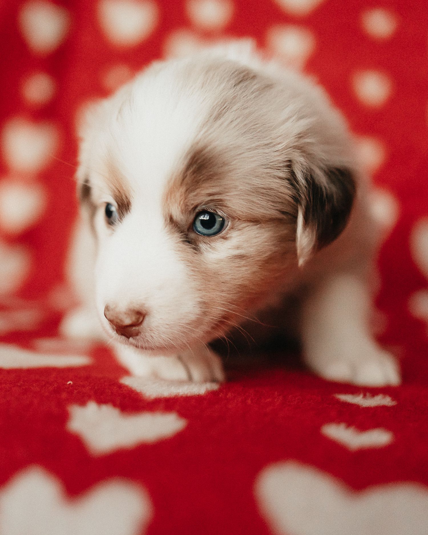 White and brown ragdoll kitten with blue eyes against a red polka dot background.