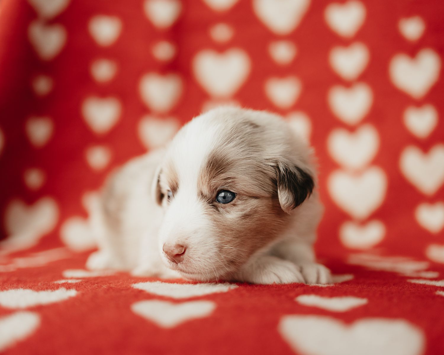 Adorable Australian shepherd puppy lying on red and white heart patterned background.