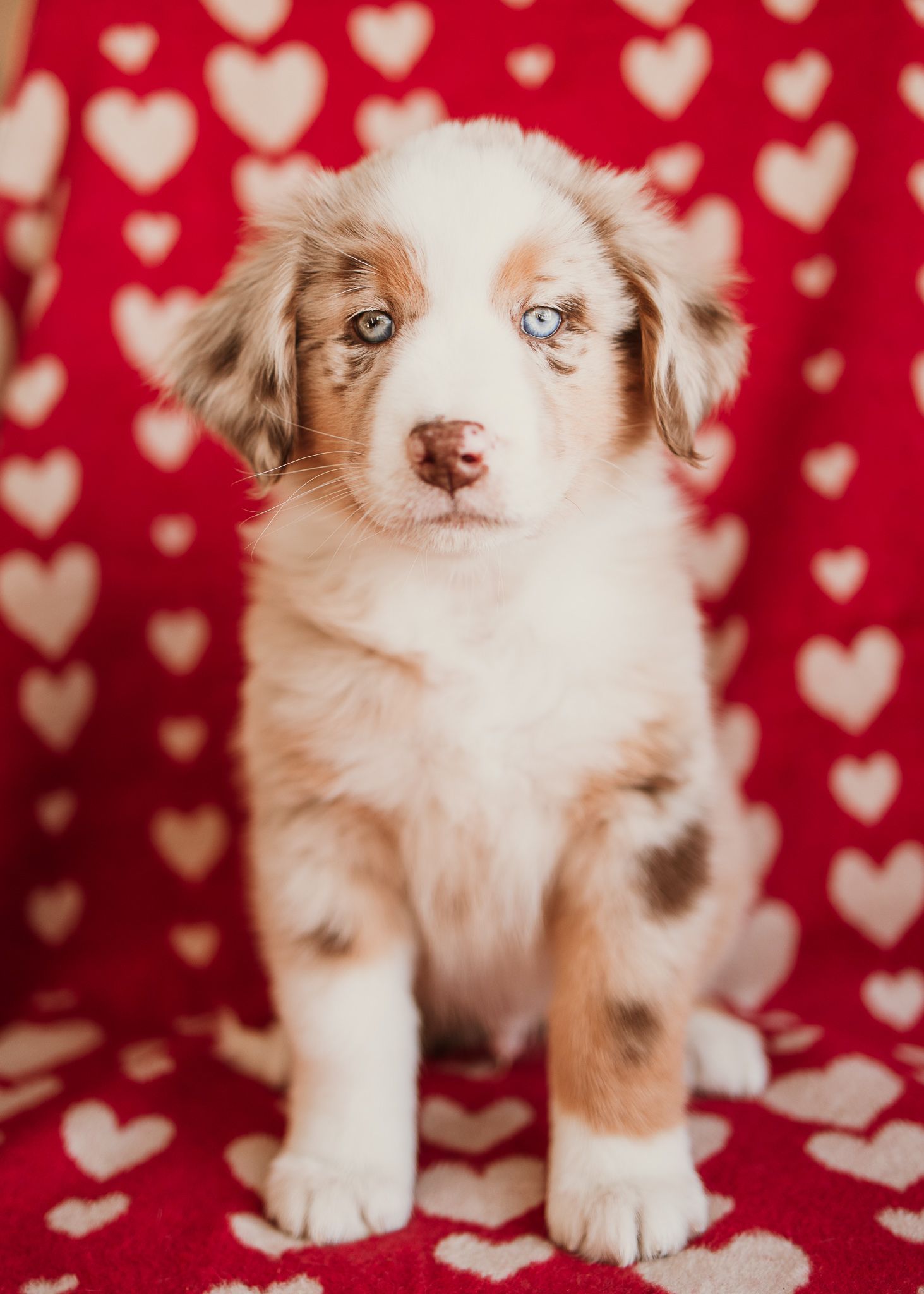 Adorable Australian Shepherd puppy sits on red heart-patterned background for Valentine's Day themed photo.