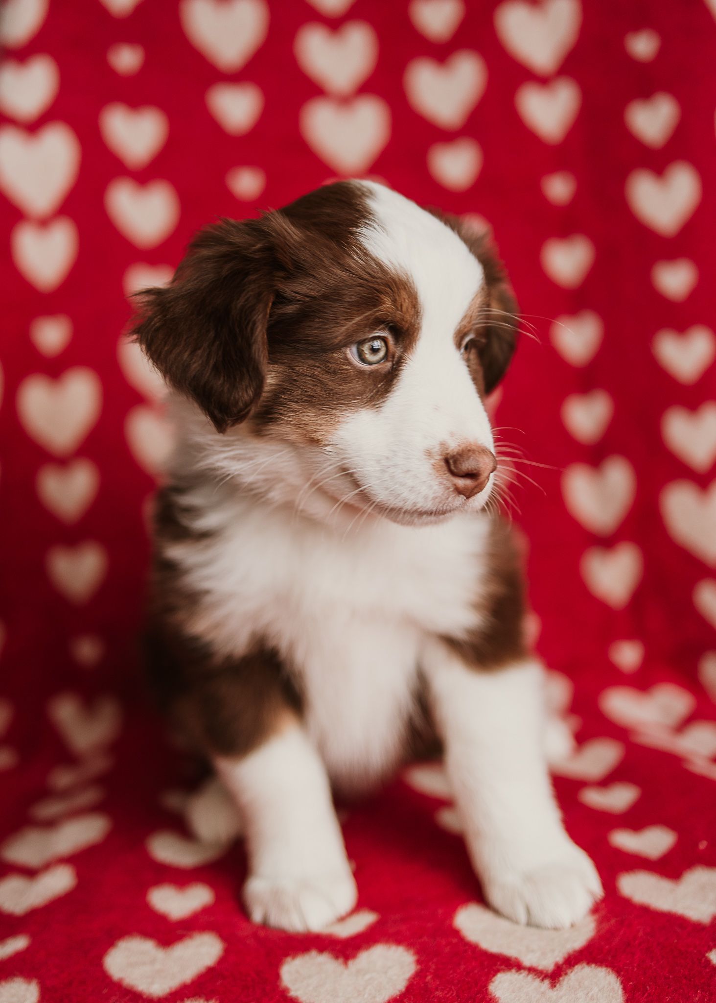 Brown and white puppy poses on red and white heart-patterned fabric in Valentine's themed photo.