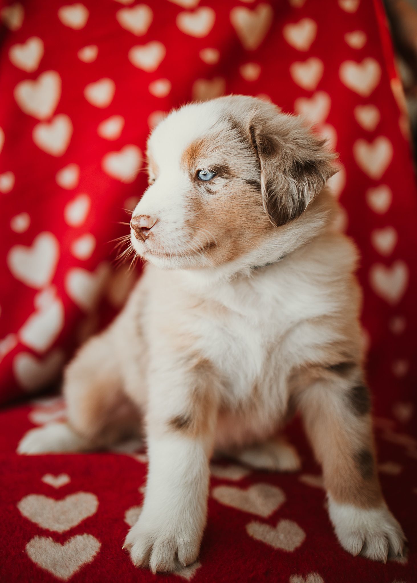 Adorable ragdoll kitten with blue eyes and cream-colored fur poses against a red background with heart pattern.