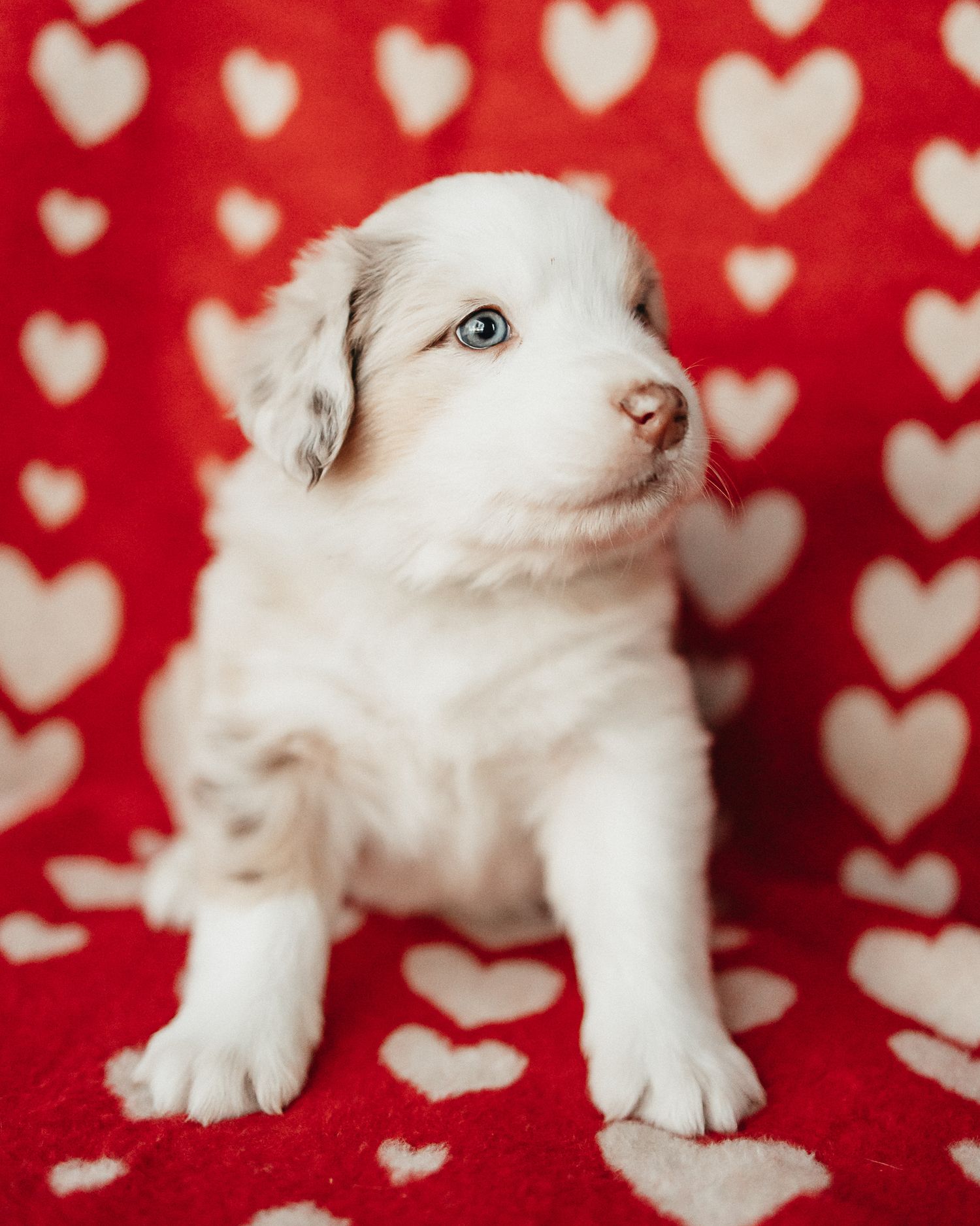 Small white puppy lying on red blanket with white heart pattern looking upward with curious expression.