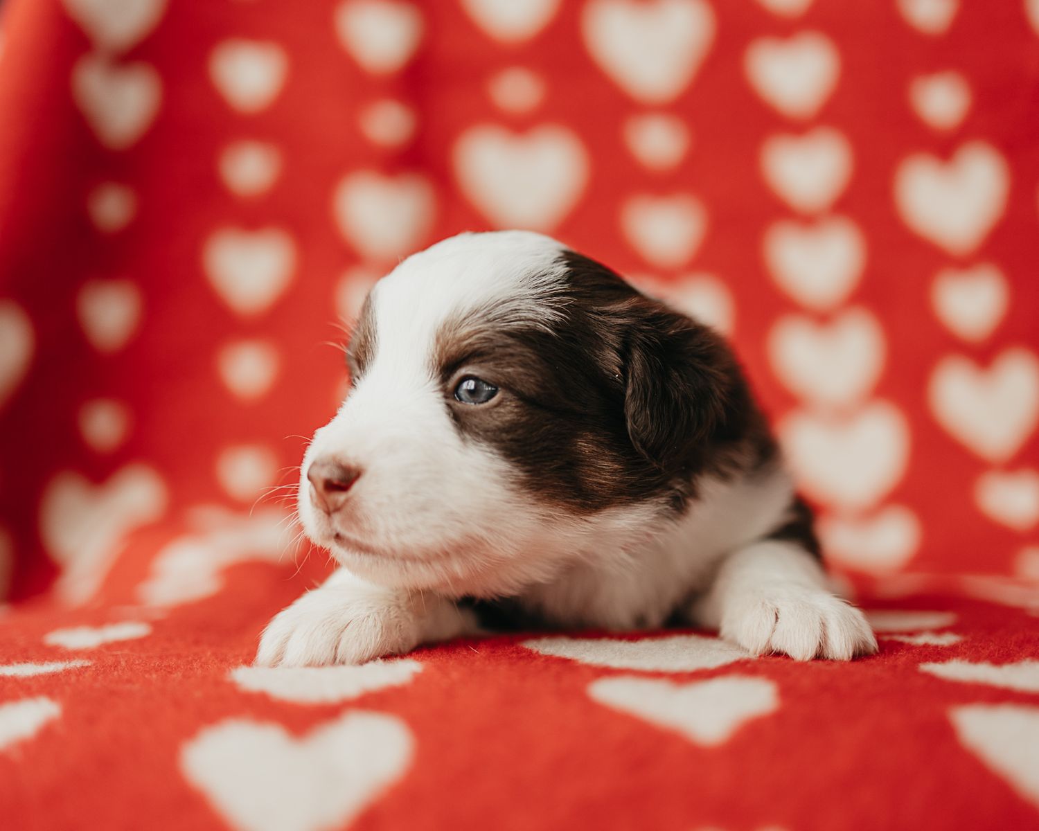 A border collie puppy lies on a red polka dot background in a series of connected photos showing different poses.