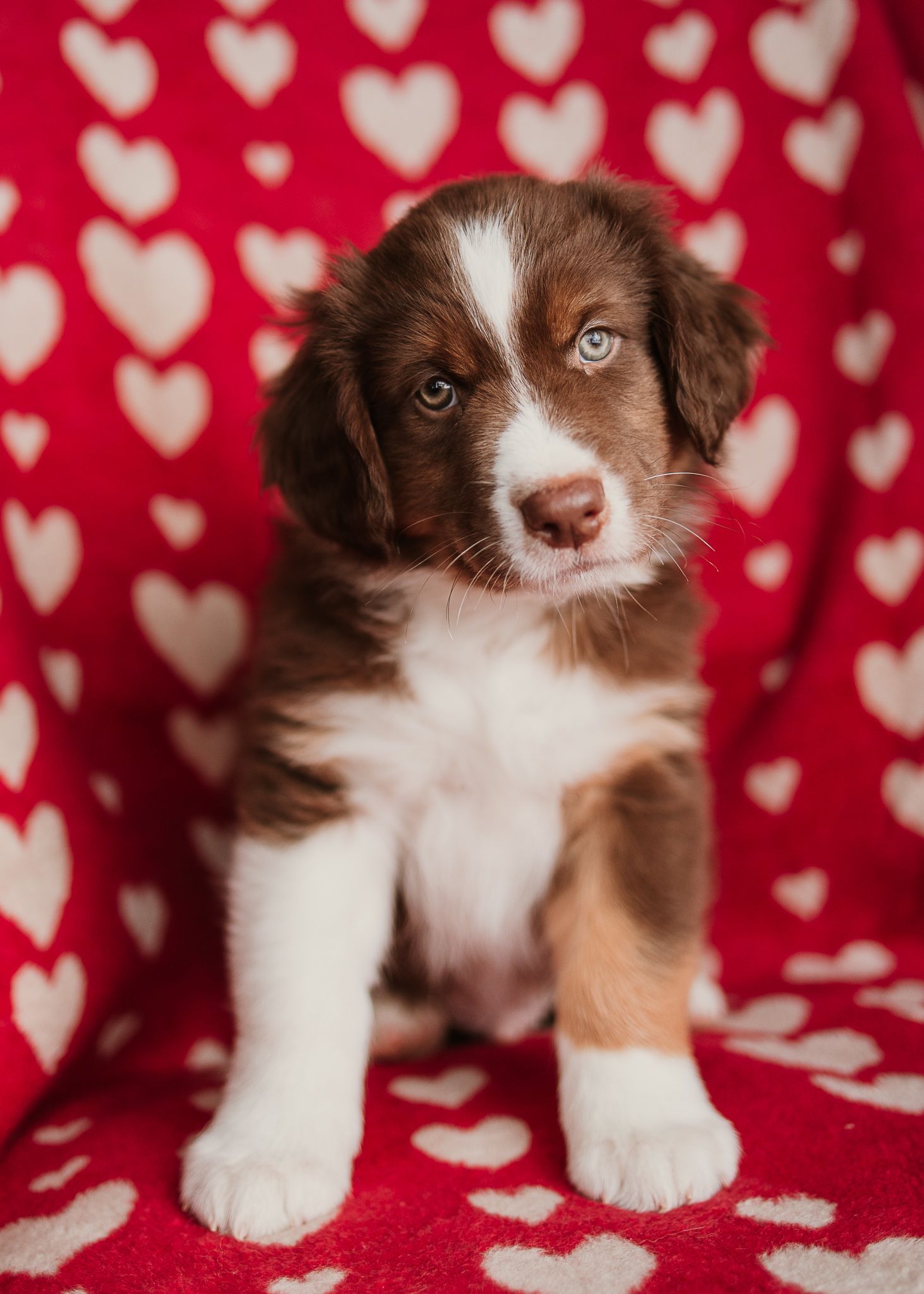 Adorable brown and white Australian Shepherd puppy sitting on red background with heart pattern.