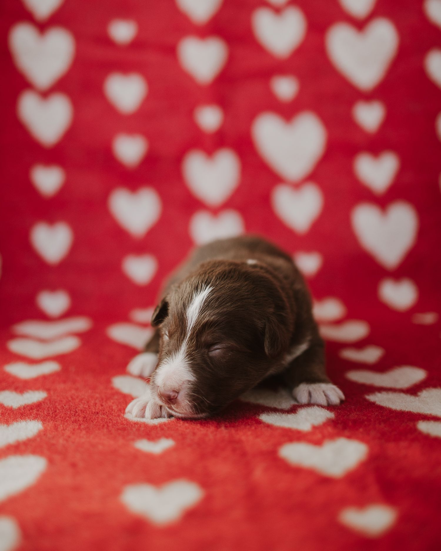Tiny brown and white puppy sleeping on red blanket with heart pattern background.