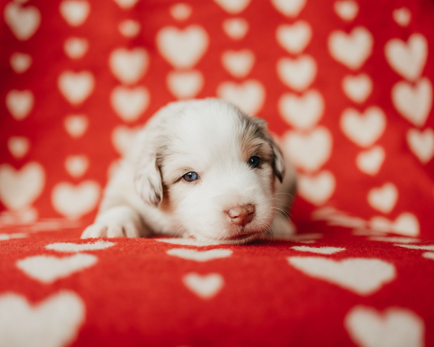 White puppy lying on red and white polka dot background with heart shaped pattern.