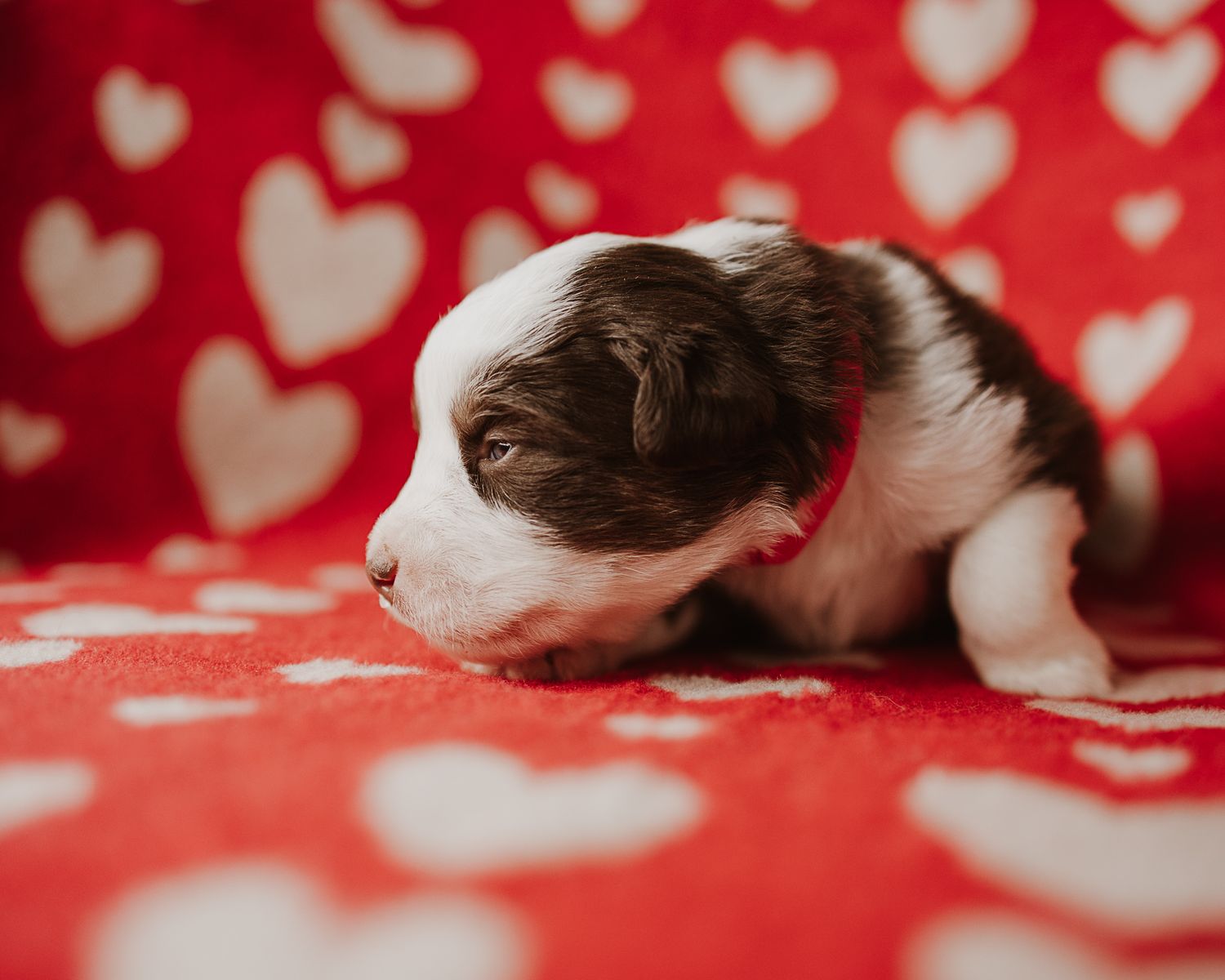 Heart bokeh lights create a romantic red background pattern with soft white glowing shapes.