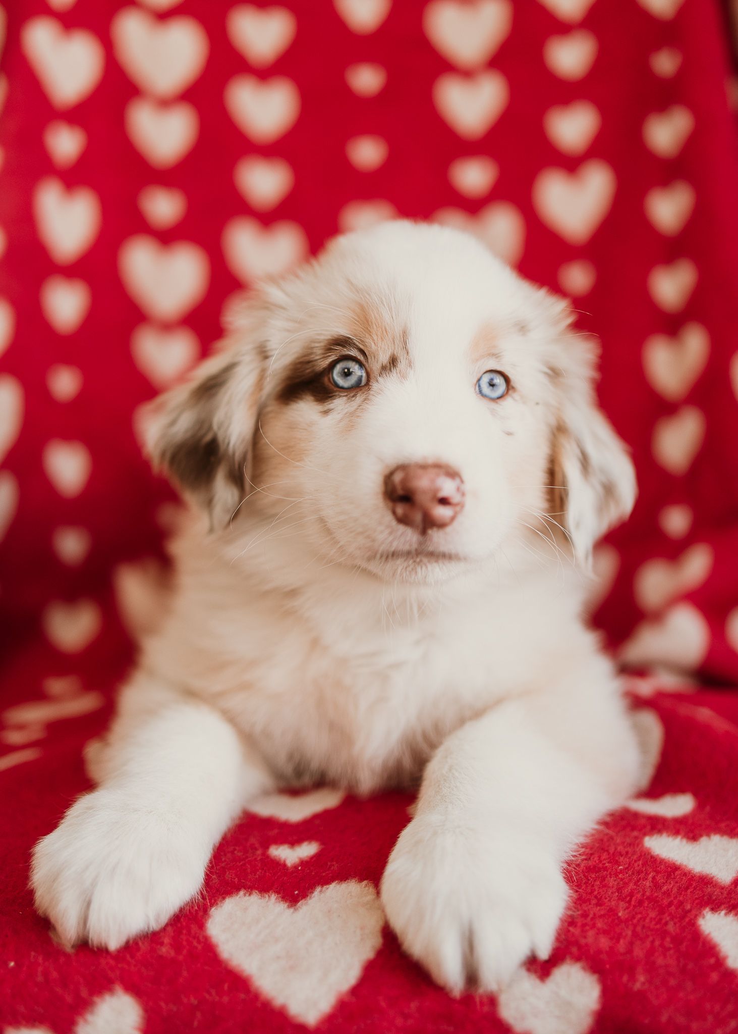 Australian shepherd puppy with striking blue eyes lying on red heart-patterned blanket in four sequential poses.