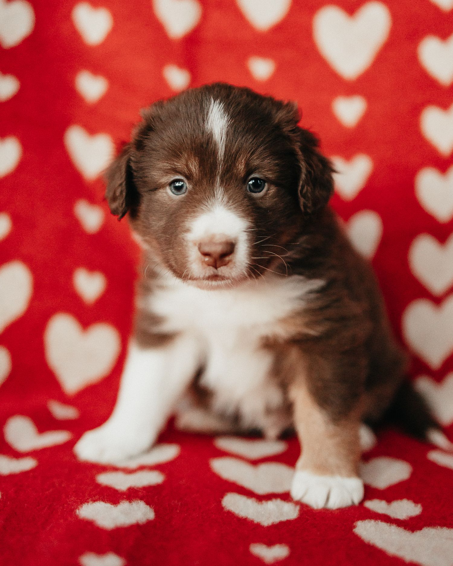 Brown and white puppy resting on red fabric with heart pattern in series of close-up photographs.