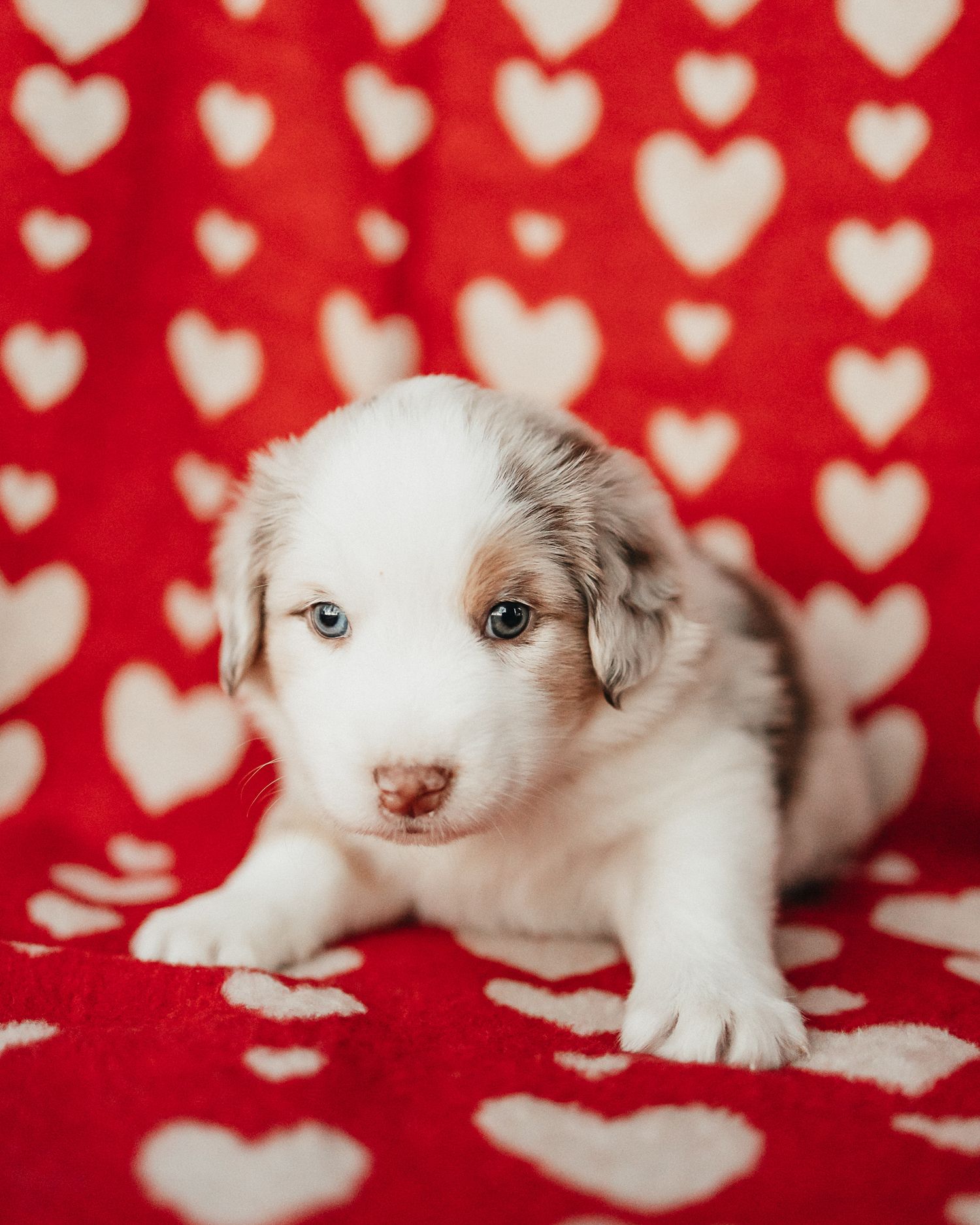 Adorable white puppy lying on red fabric with heart pattern background.