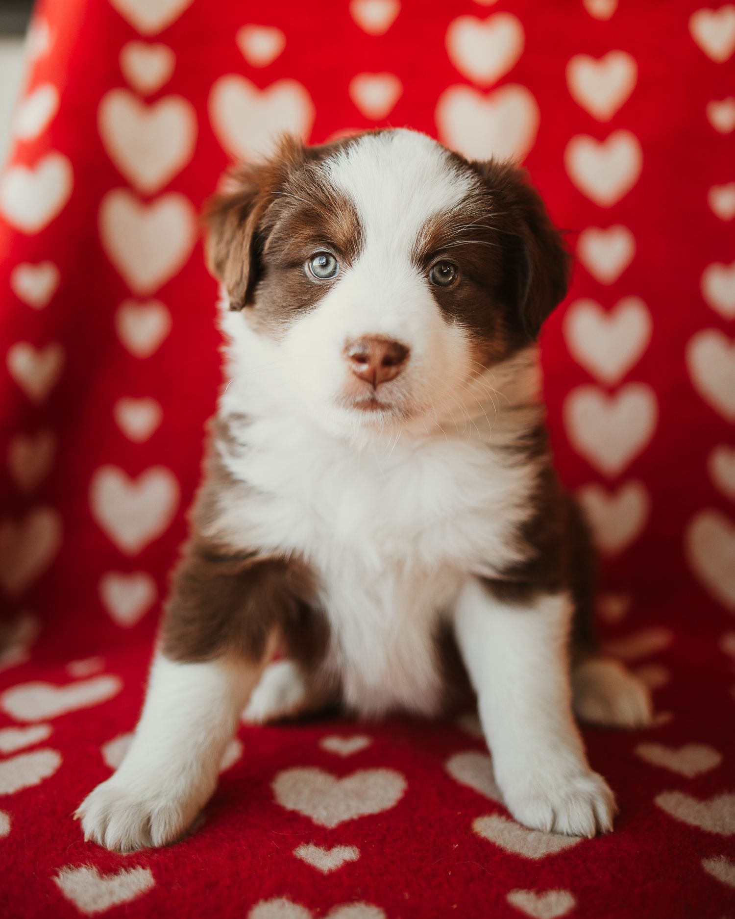 Brown and white puppy sitting on red heart patterned blanket in Valentine's Day themed photo series.