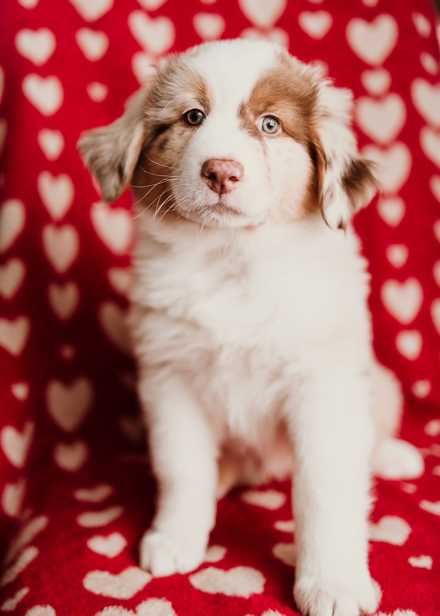 Adorable Australian Shepherd puppy poses on red heart-patterned background in Valentine's Day themed photoshoot.
