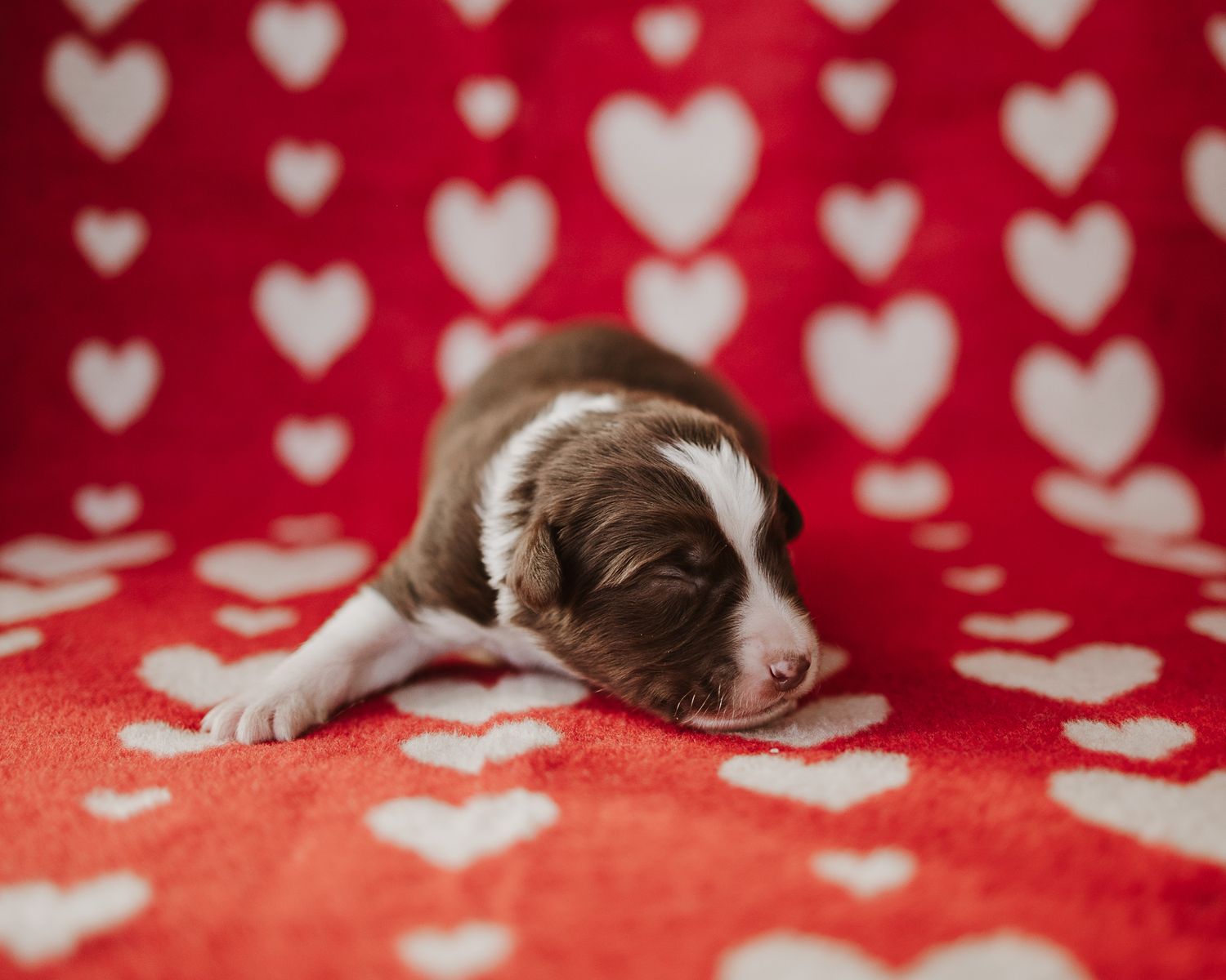 Sleeping brown and white puppy lies on red blanket with white heart pattern.