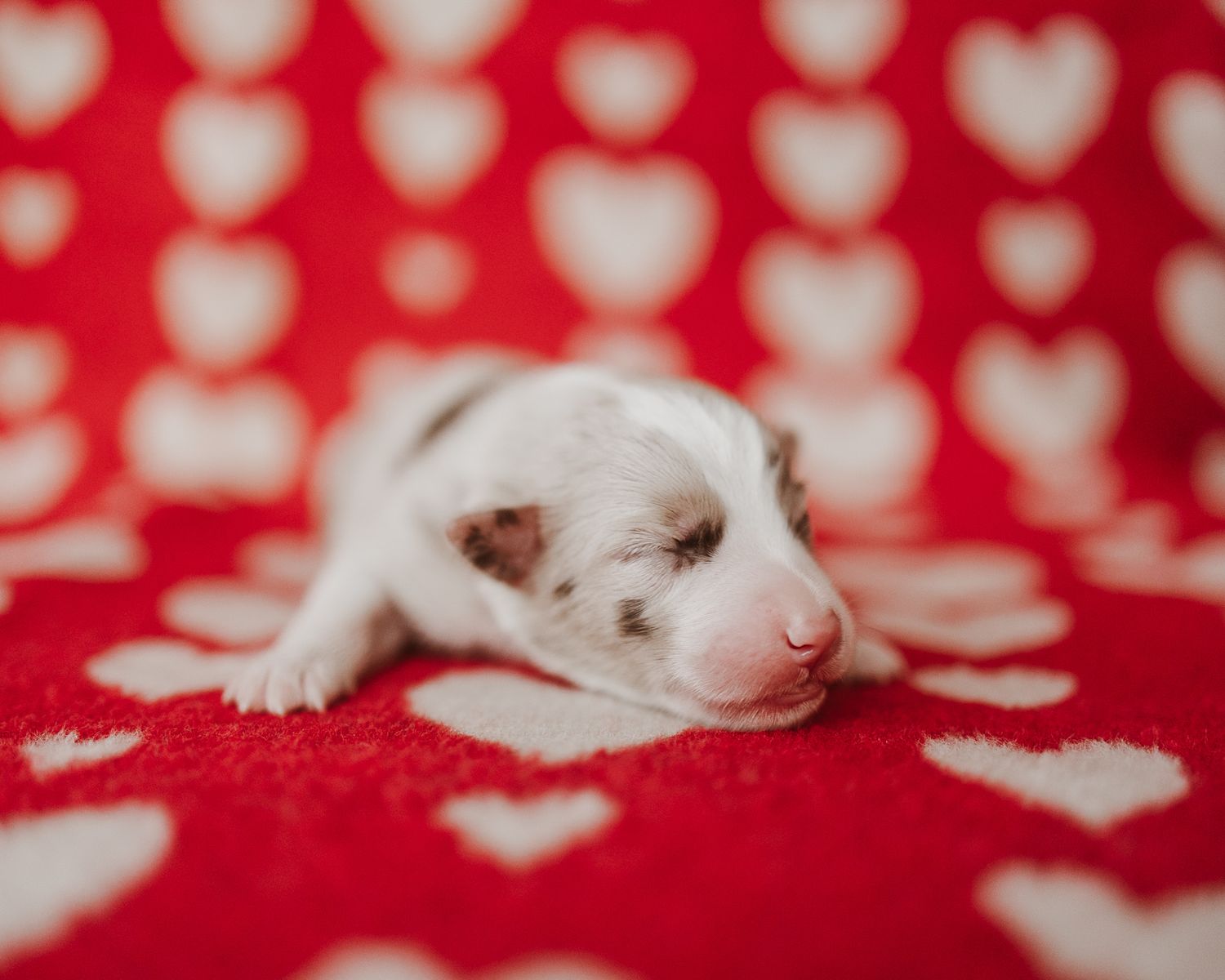 A tiny white mouse sleeping peacefully on a red and white heart patterned fabric background.