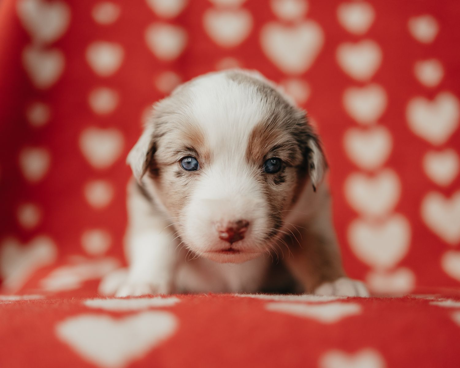 Adorable Australian Shepherd puppy with blue eyes against a red and white heart patterned background.