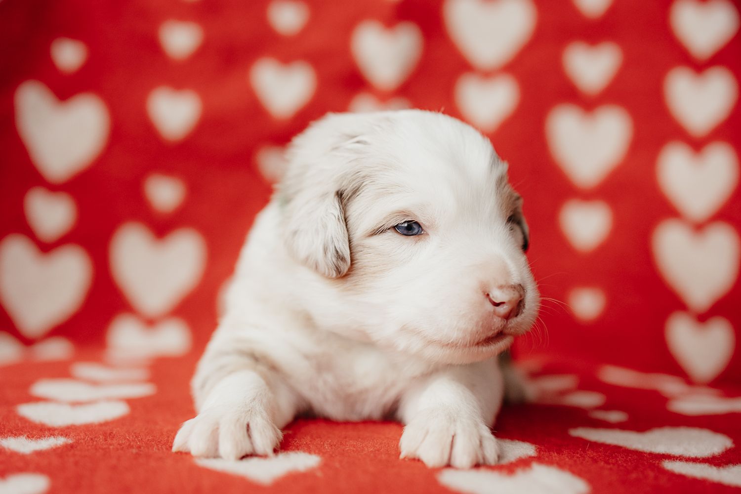 White puppy lying on red background with heart pattern during Valentine's Day themed photo shoot.