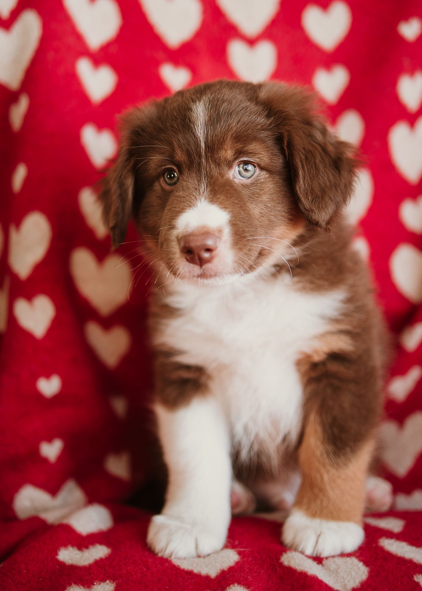 Adorable brown and white Border Collie puppy sits against a red and white heart patterned background.