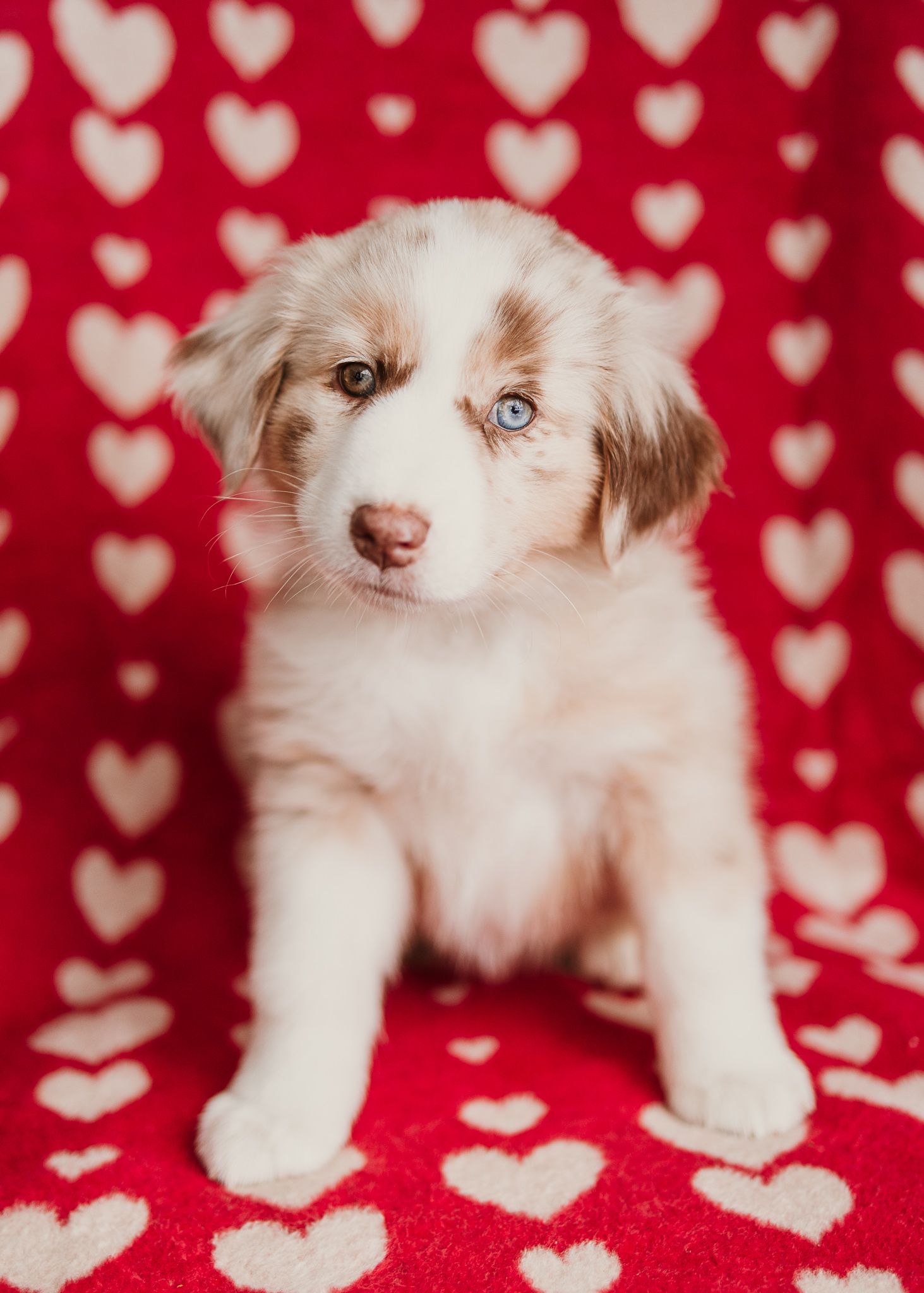 Adorable Australian Shepherd puppy sitting on red background with white heart pattern.