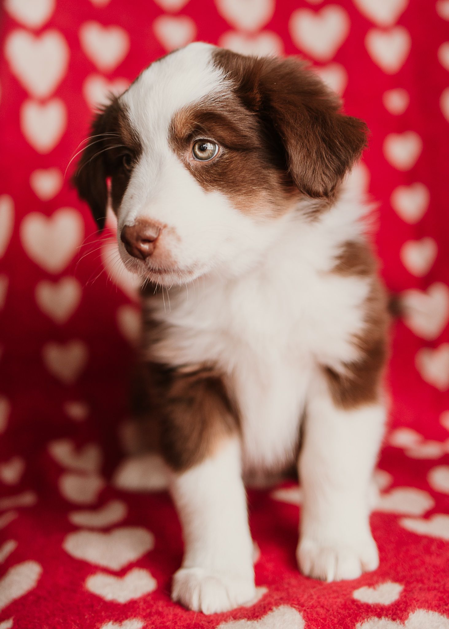 Brown and white puppy photographed against red heart patterned background.