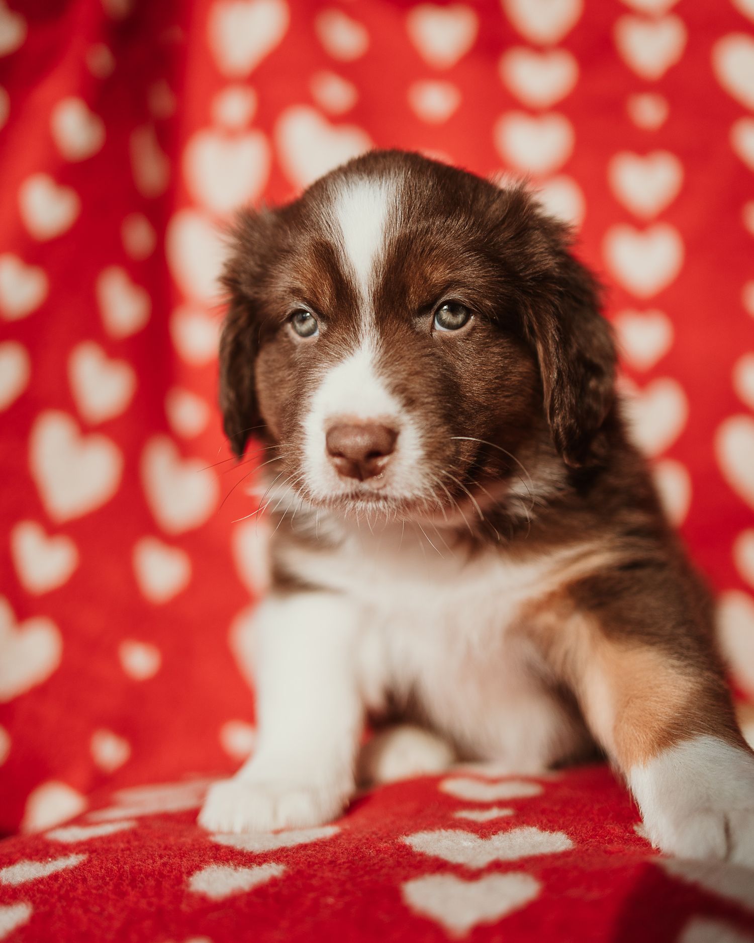 Adorable brown and white puppy with bright blue eyes sits on a red and white heart patterned blanket.