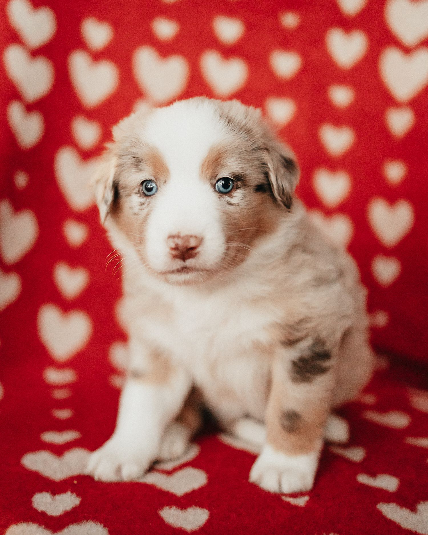 Adorable Australian Shepherd puppy with bright blue eyes sits on red heart-patterned background for Valentine's Day photo.