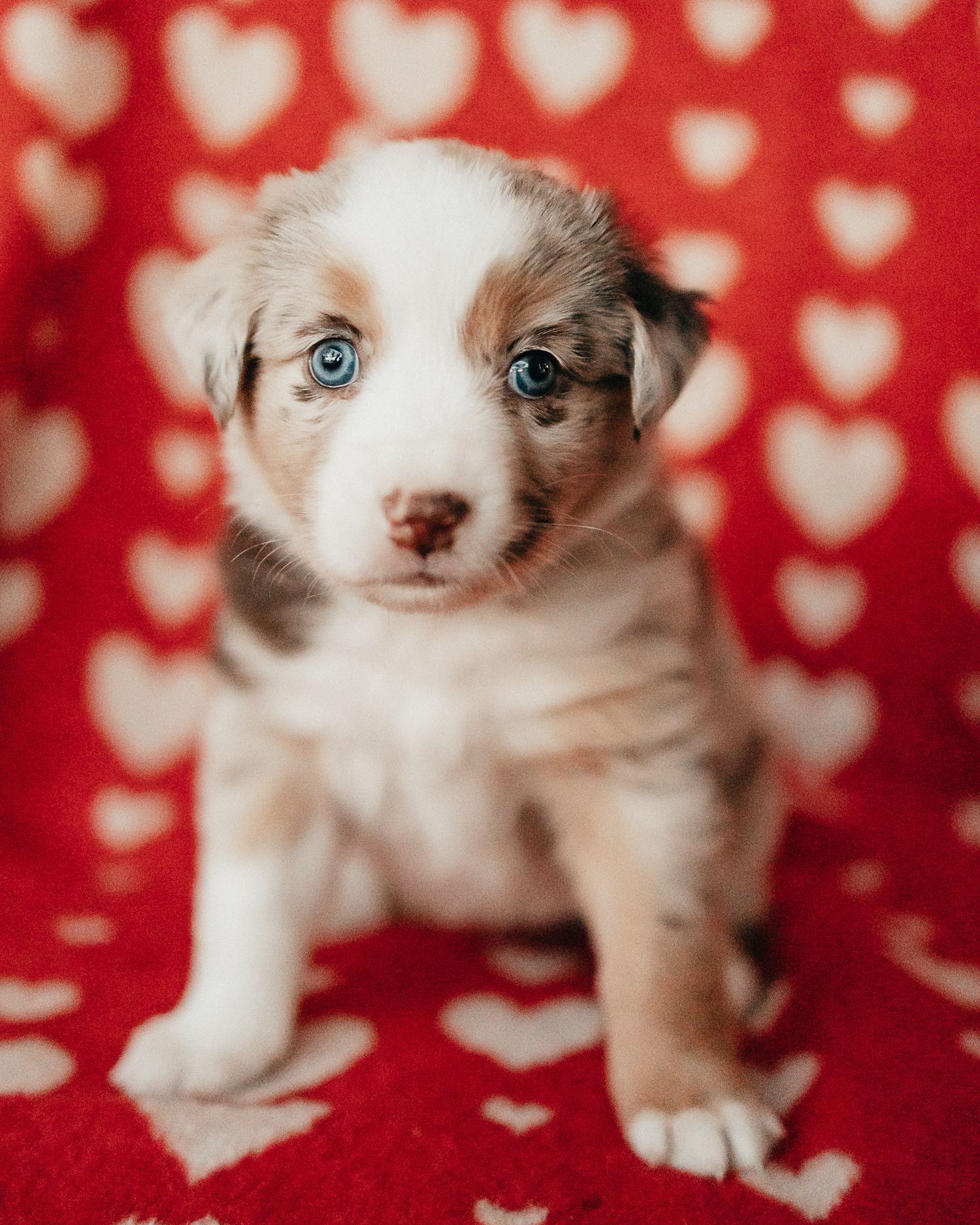 Adorable Australian Shepherd puppy with bright blue eyes sits on red heart-patterned background.