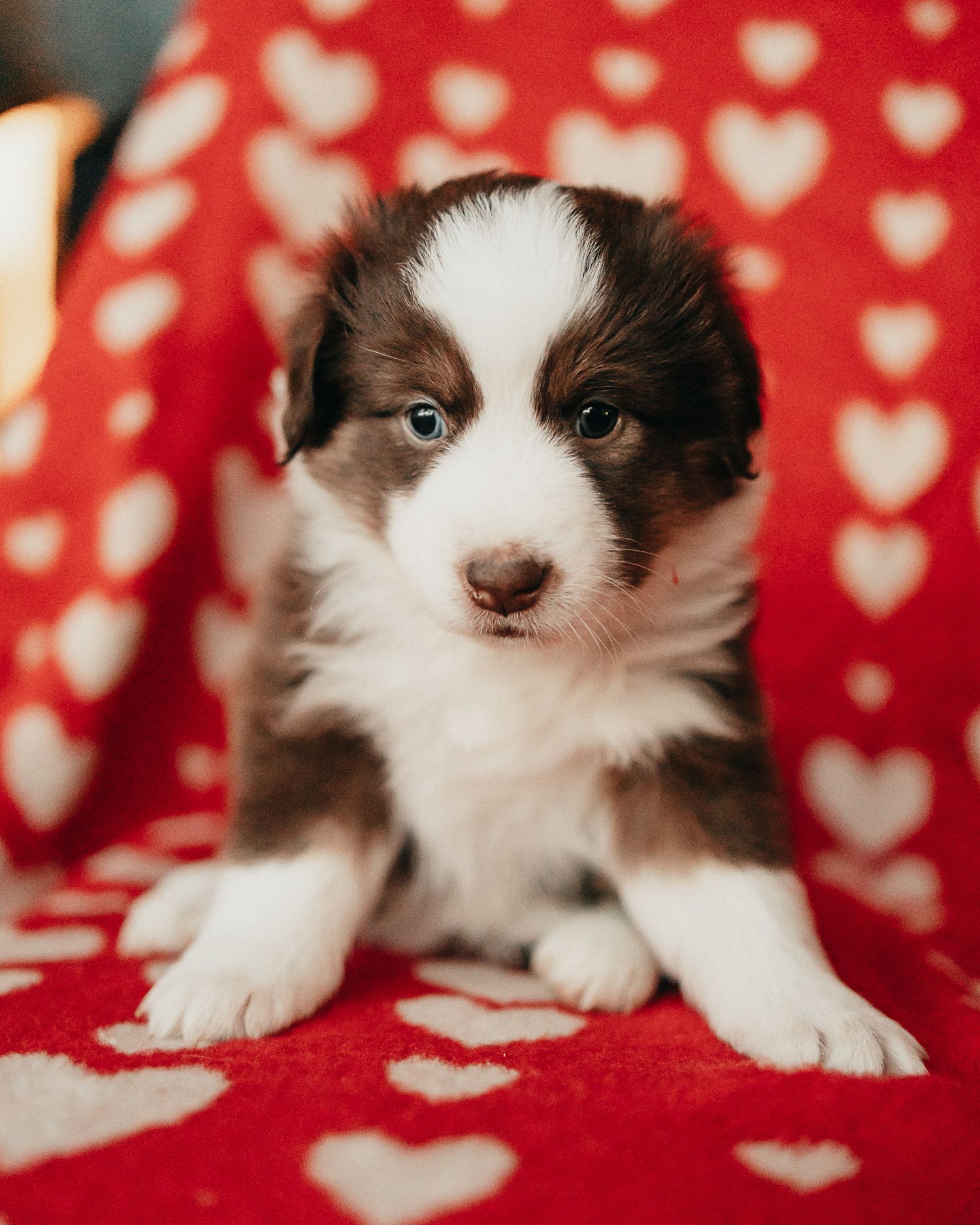 Adorable brown and white puppy lying on red polka dot blanket with heart pattern background.