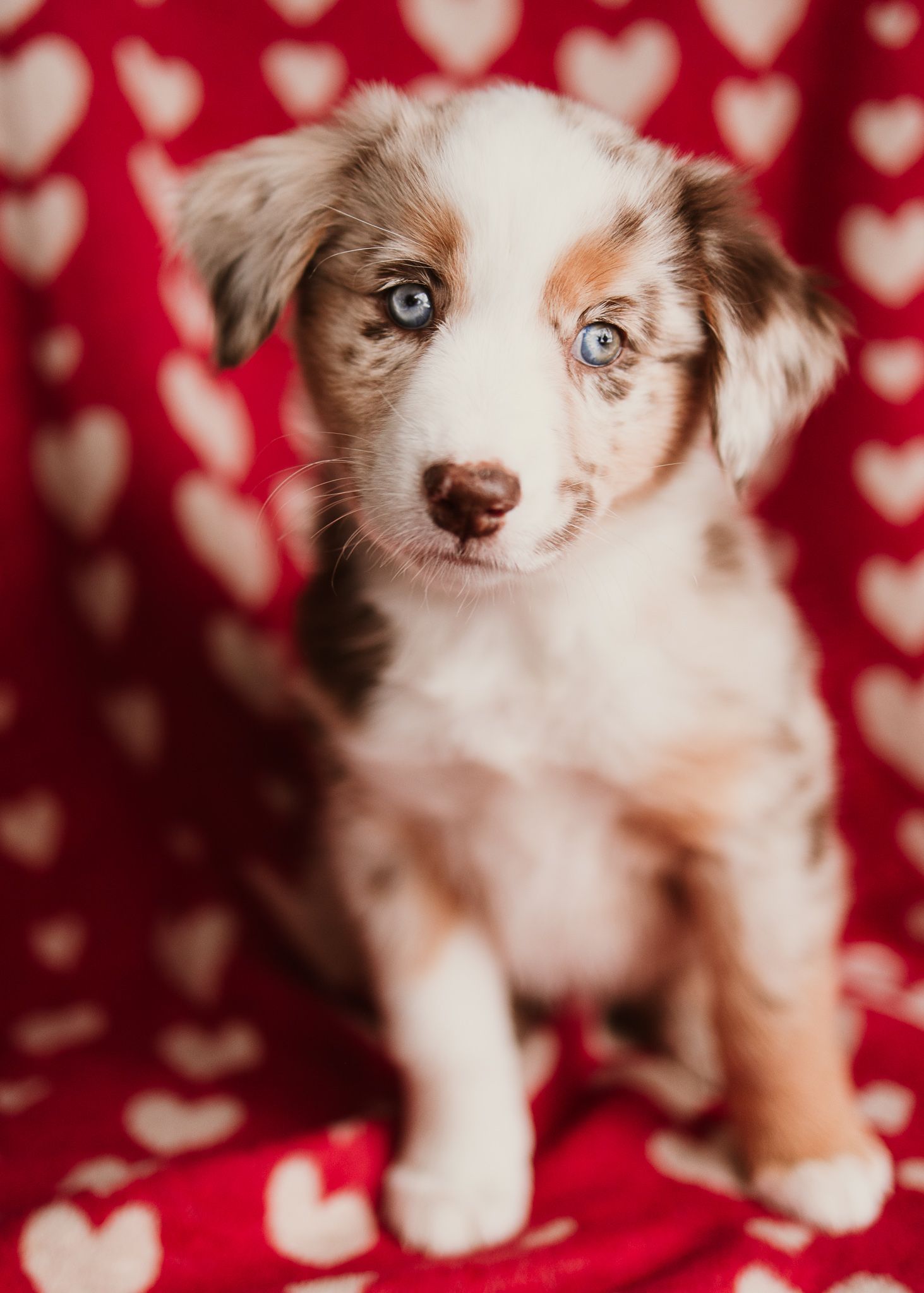 Australian shepherd puppy with blue eyes and merle coat poses against red background with heart pattern.