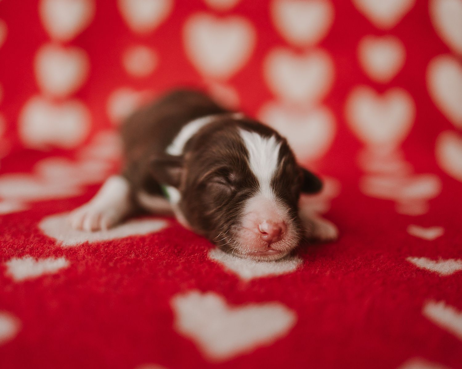 A row of sleeping newborn puppies with white and brown fur resting on a red polka dot blanket.