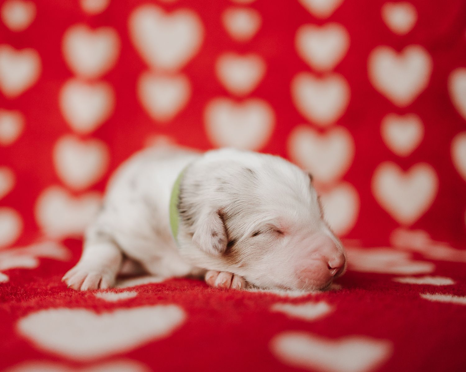 Sleeping white cat curled up on red fabric with heart-shaped bokeh lights in the background.