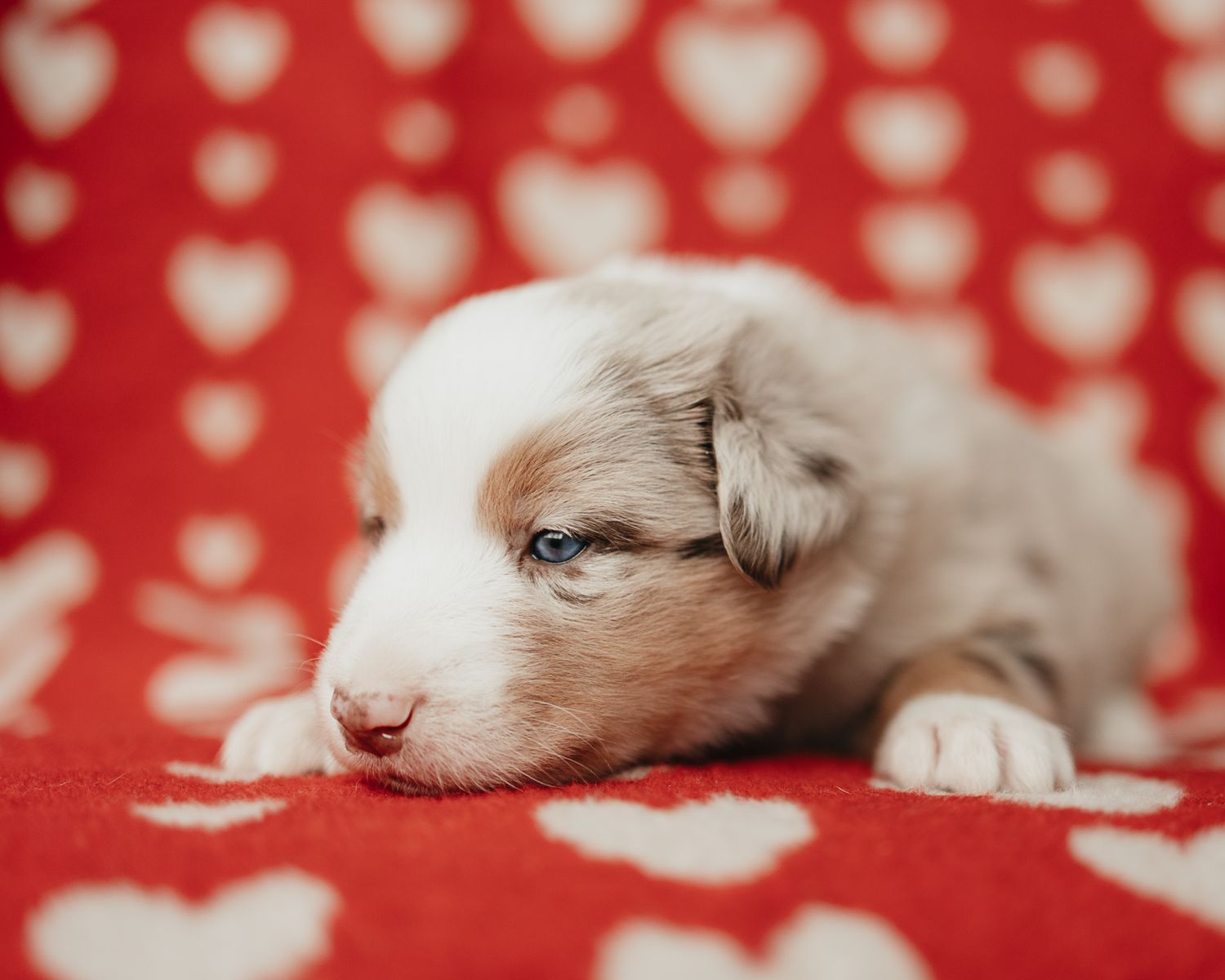 A sleeping white cat rests on a red and white polka dot blanket.