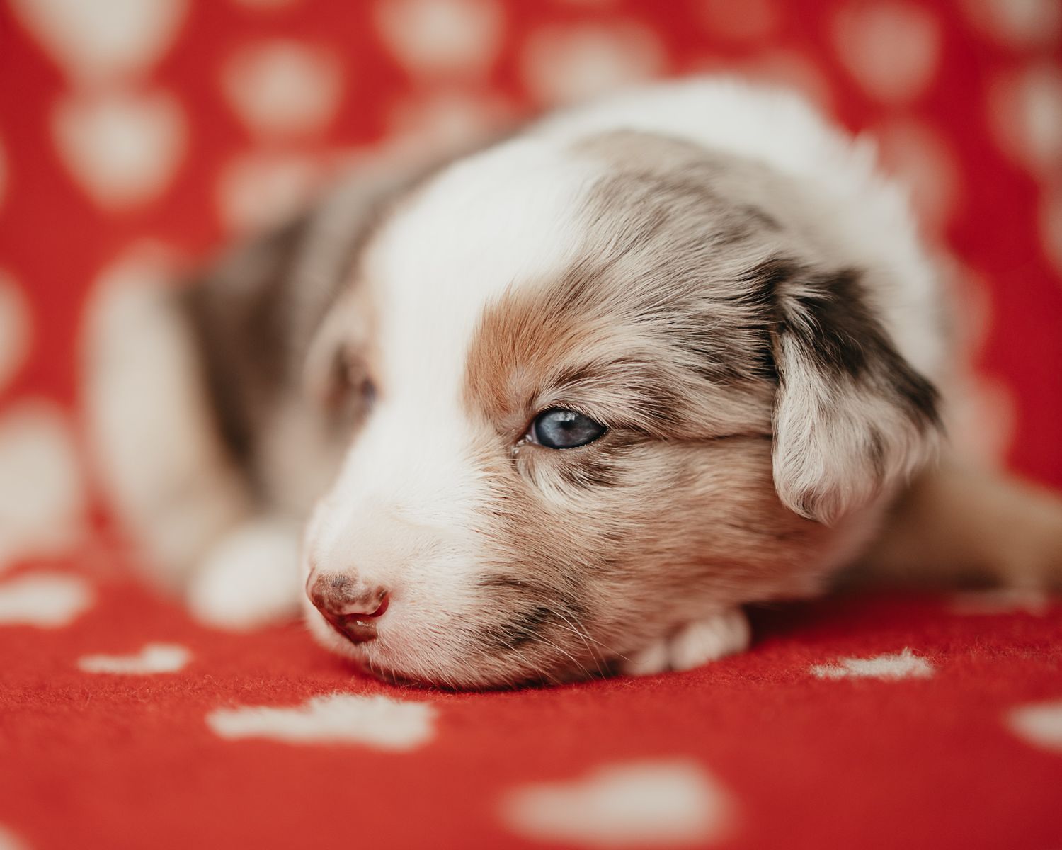 Adorable Australian Shepherd puppy with brown and white fur rests on red polka dot background.