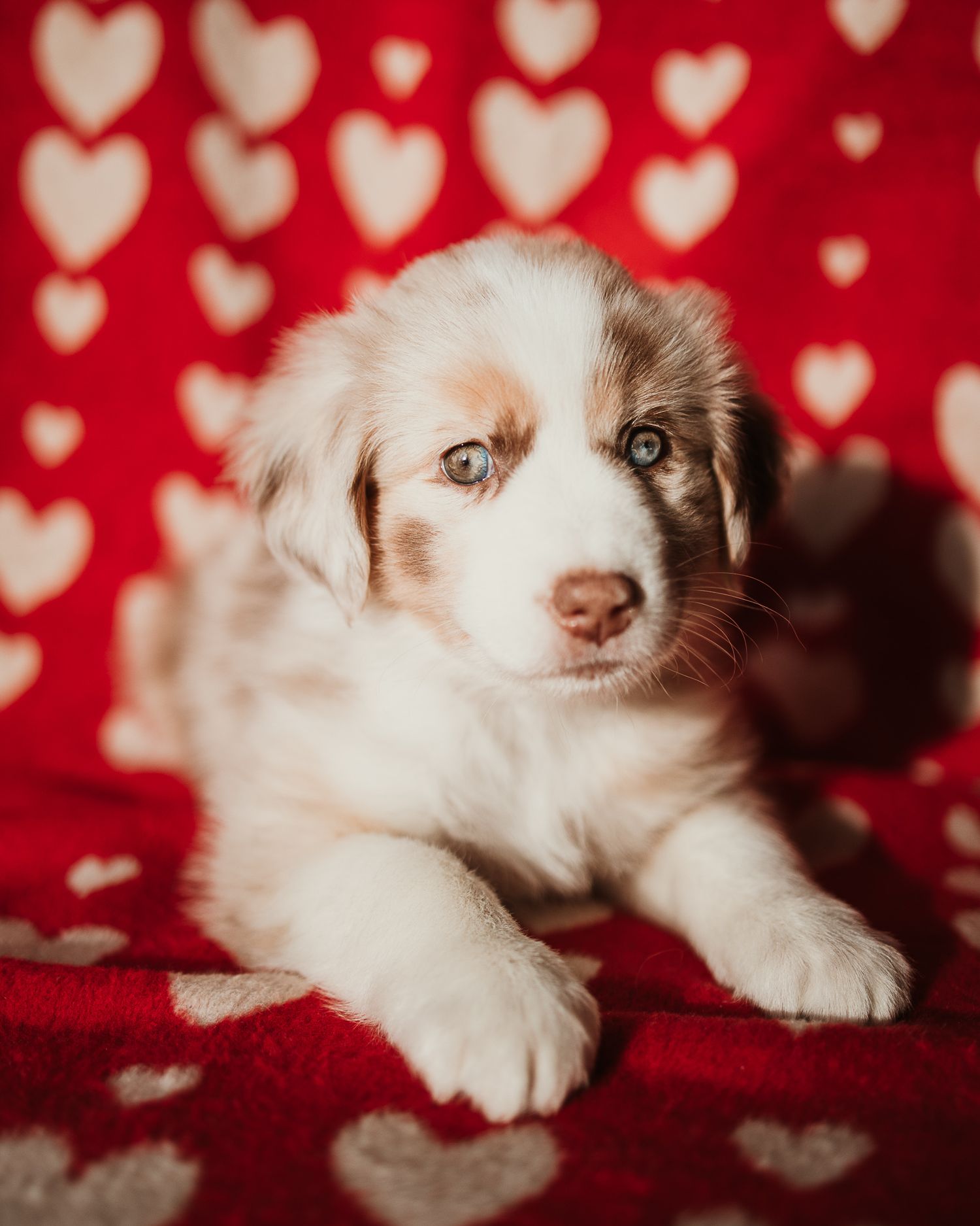Cute Australian shepherd puppy lying on red fabric with heart pattern background in Valentine's Day themed photoshoot.
