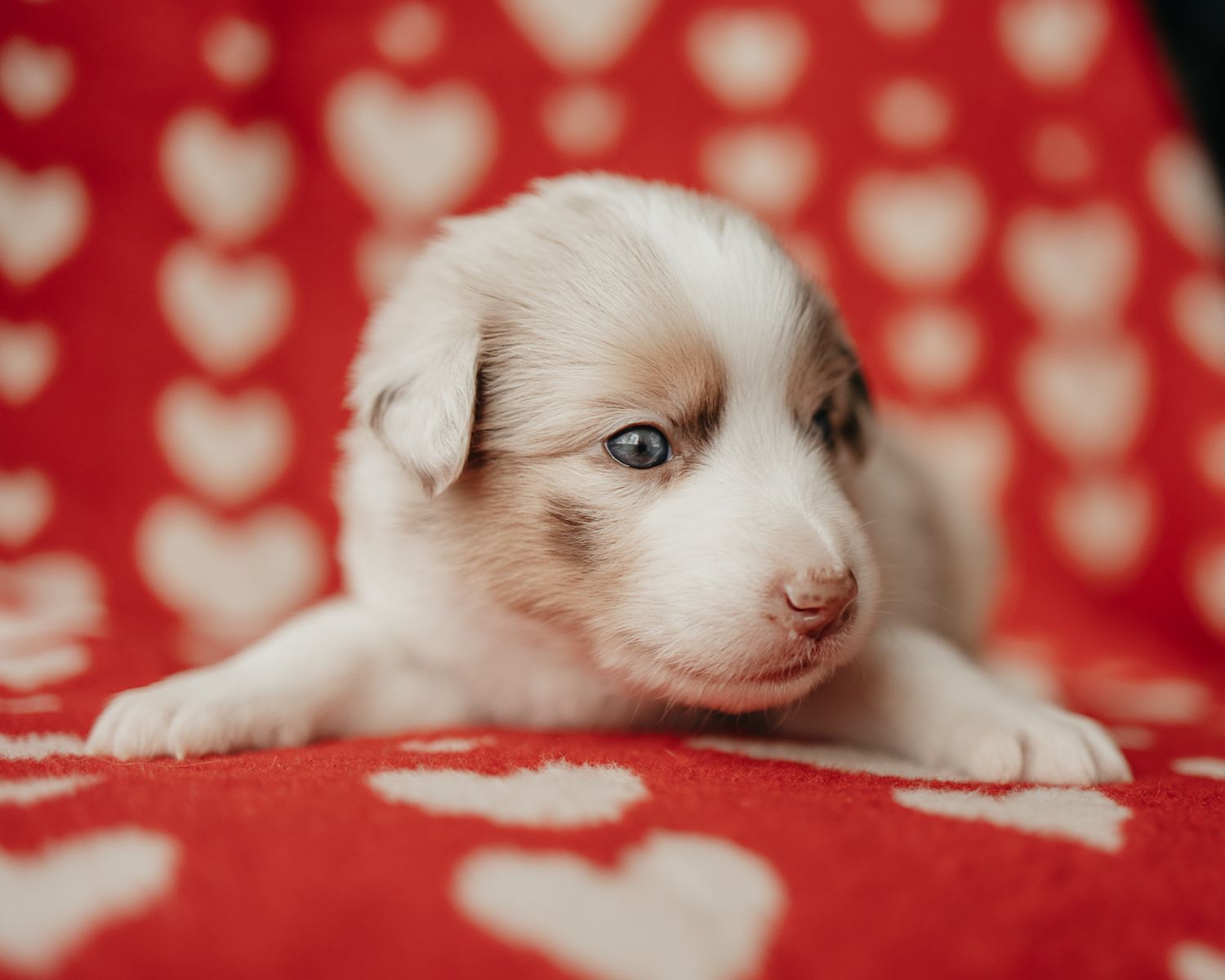 Adorable husky puppy with blue eyes lying on red heart patterned blanket.