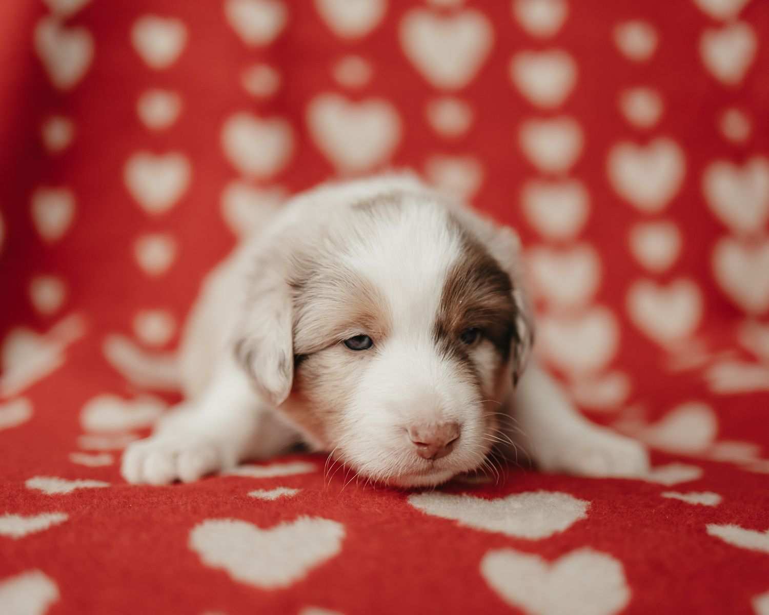 Adorable ragdoll kitten with blue eyes rests on a red and white heart patterned blanket.