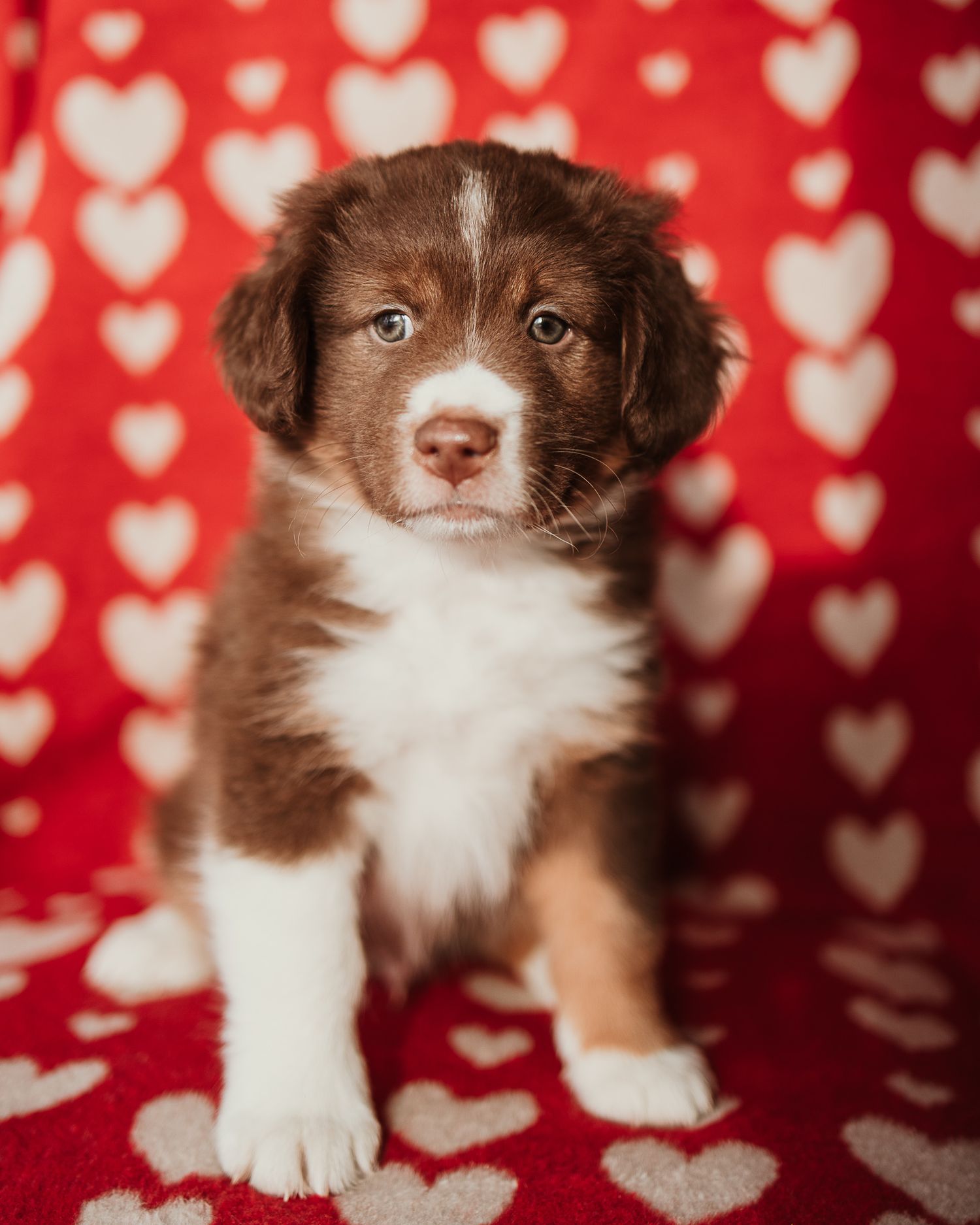 Adorable brown and white Australian Shepherd puppy poses against red and white heart patterned background.