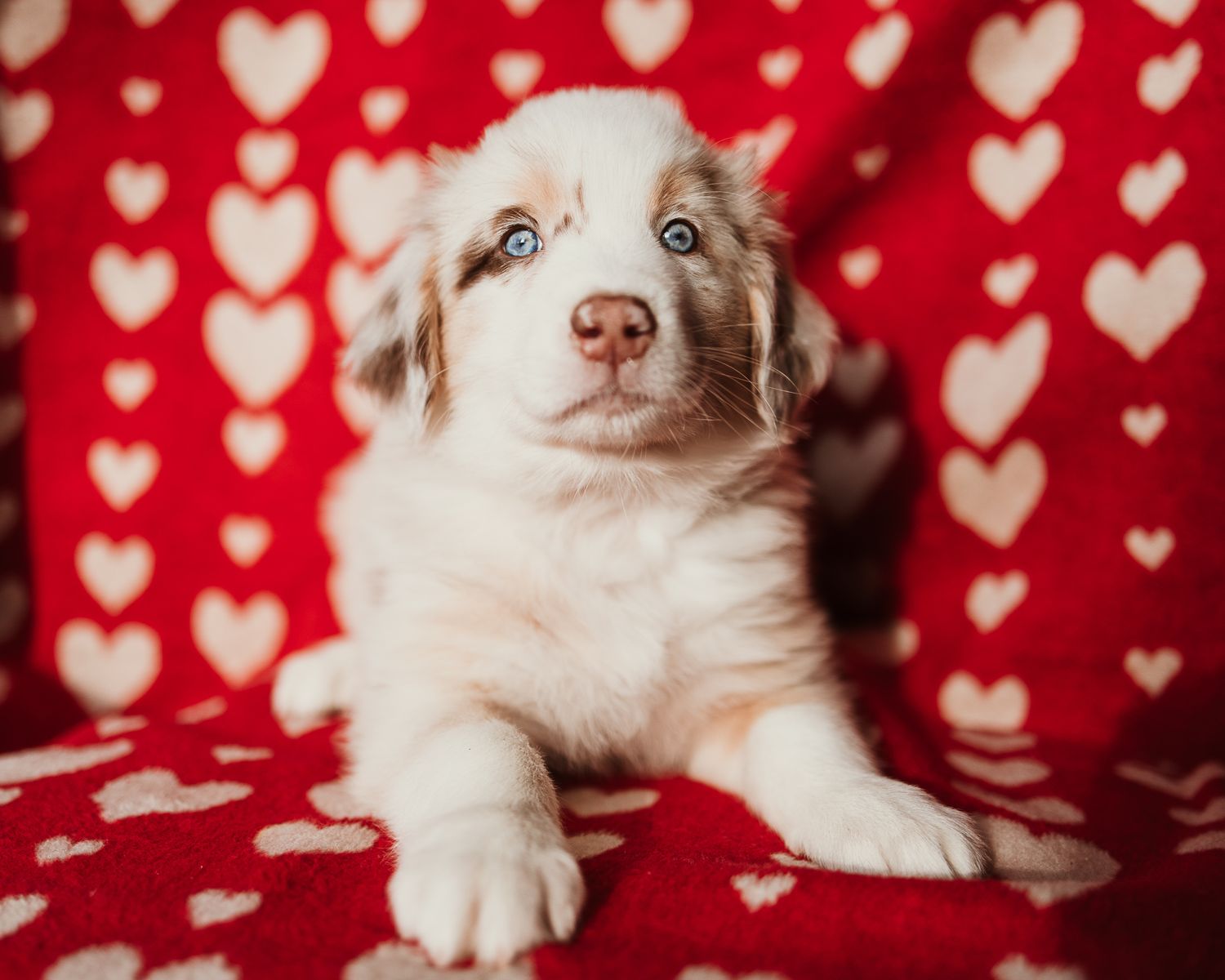 Australian shepherd puppy poses against red and white heart patterned background in sequential photo series.