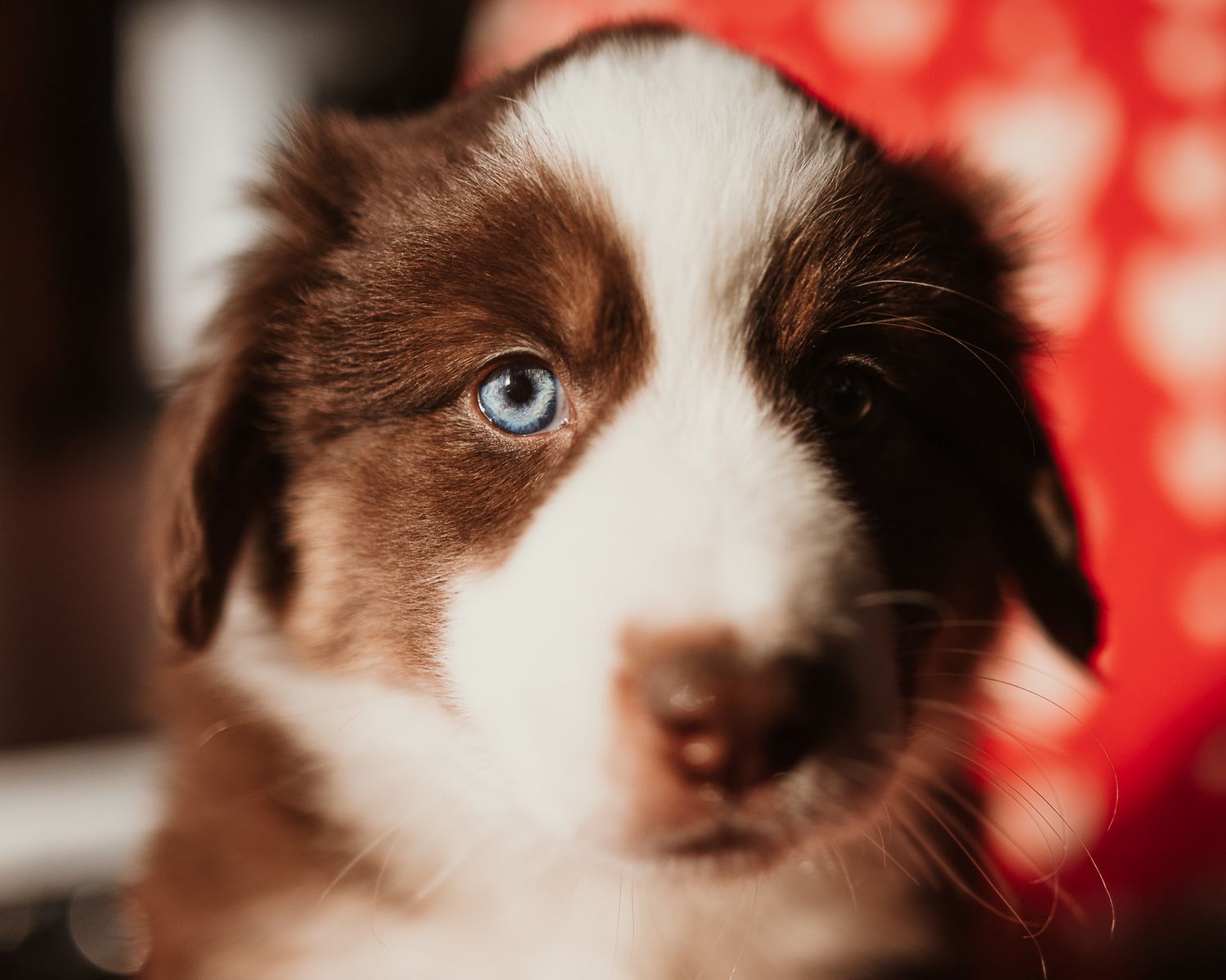 Close-up photos of a cat's face with striking blue eyes against a red bokeh background.