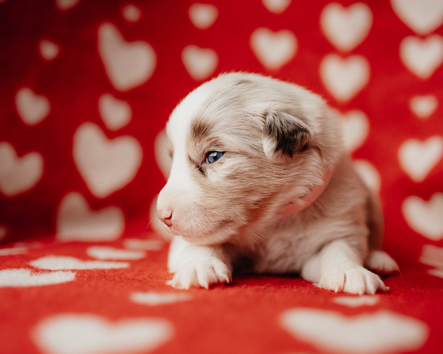 Small white kitten lying on red background with heart pattern decorations.