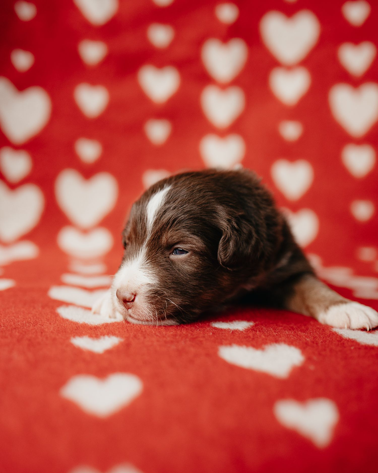 Chocolate lab puppy sleeping on red background with white heart bokeh pattern.