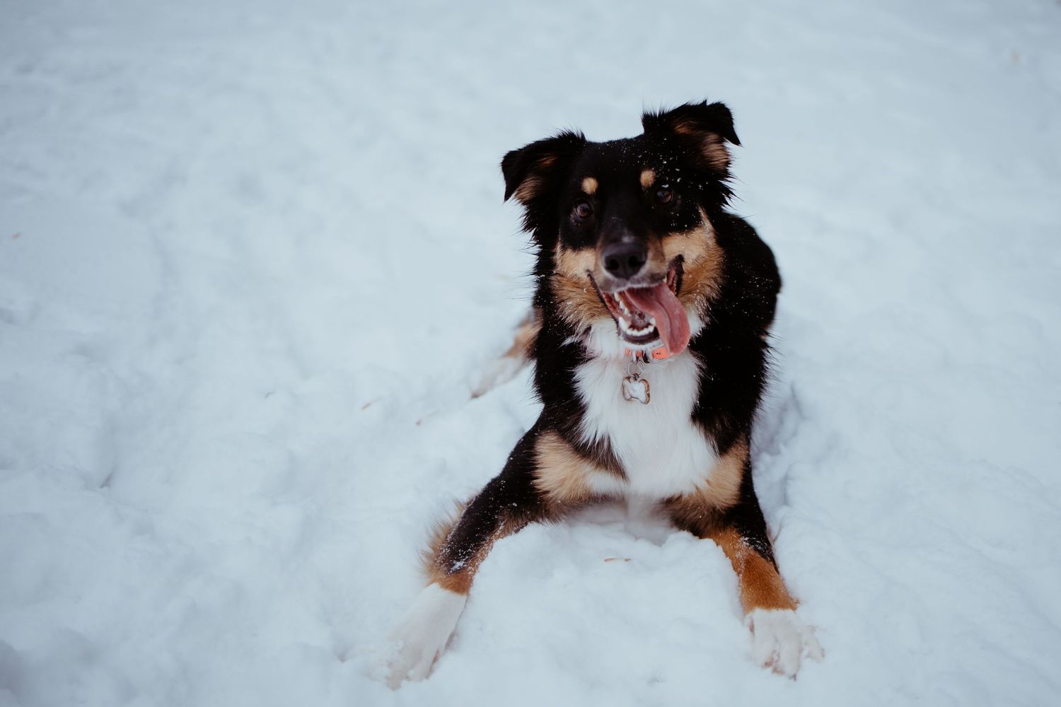 A black and brown dog joyfully plays and jumps in deep snow, creating a sequence of action shots.